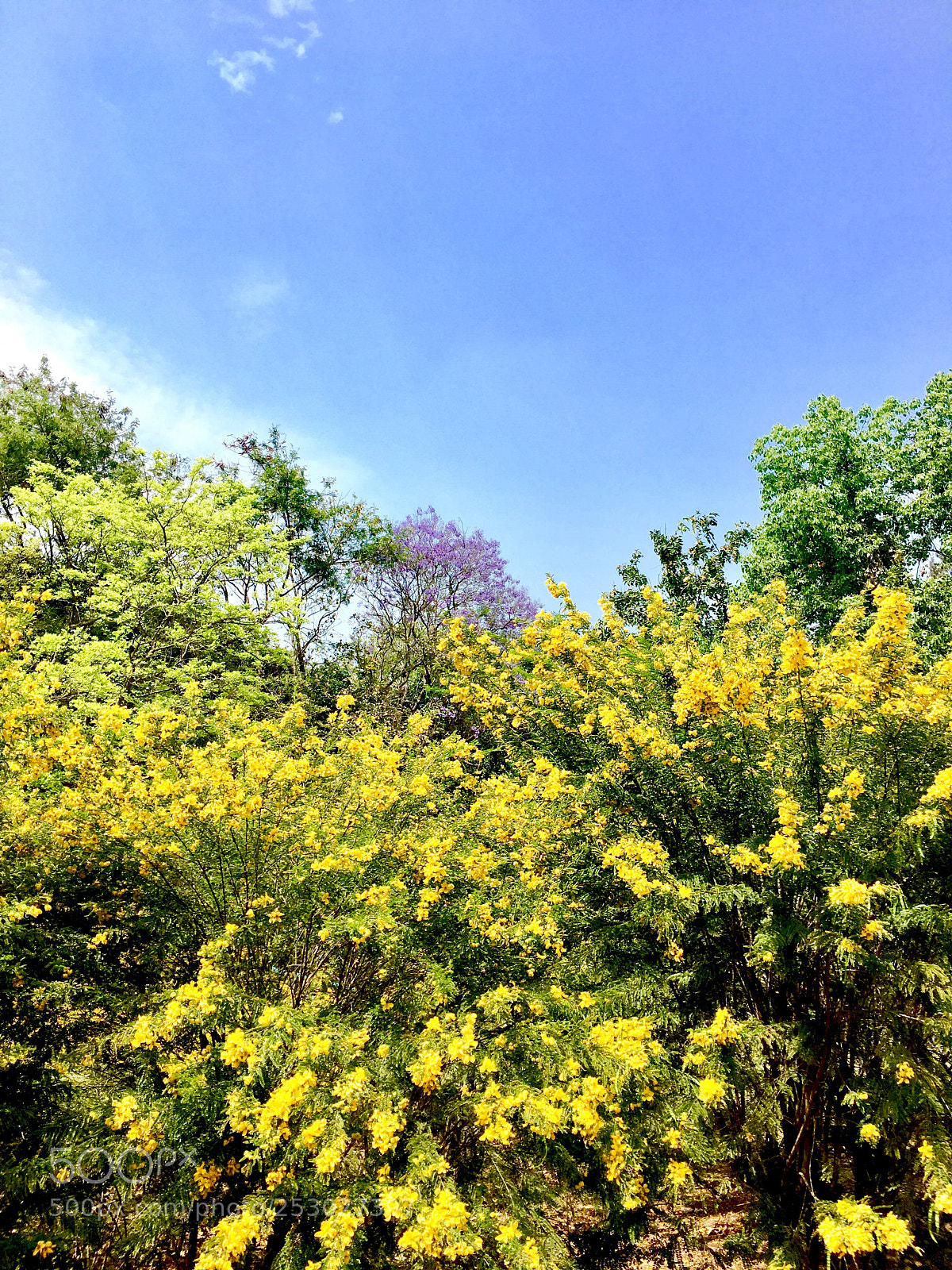 Apple iPhone 6s Plus sample photo. Natural brilliance photography