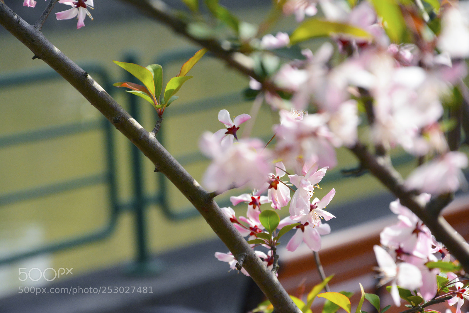 Nikon D7100 sample photo. Spring8 photography