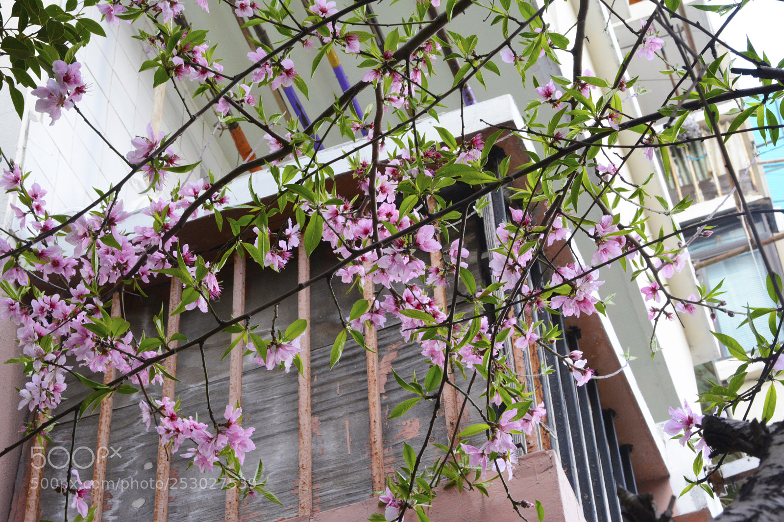 Nikon D7100 sample photo. Spring10 photography
