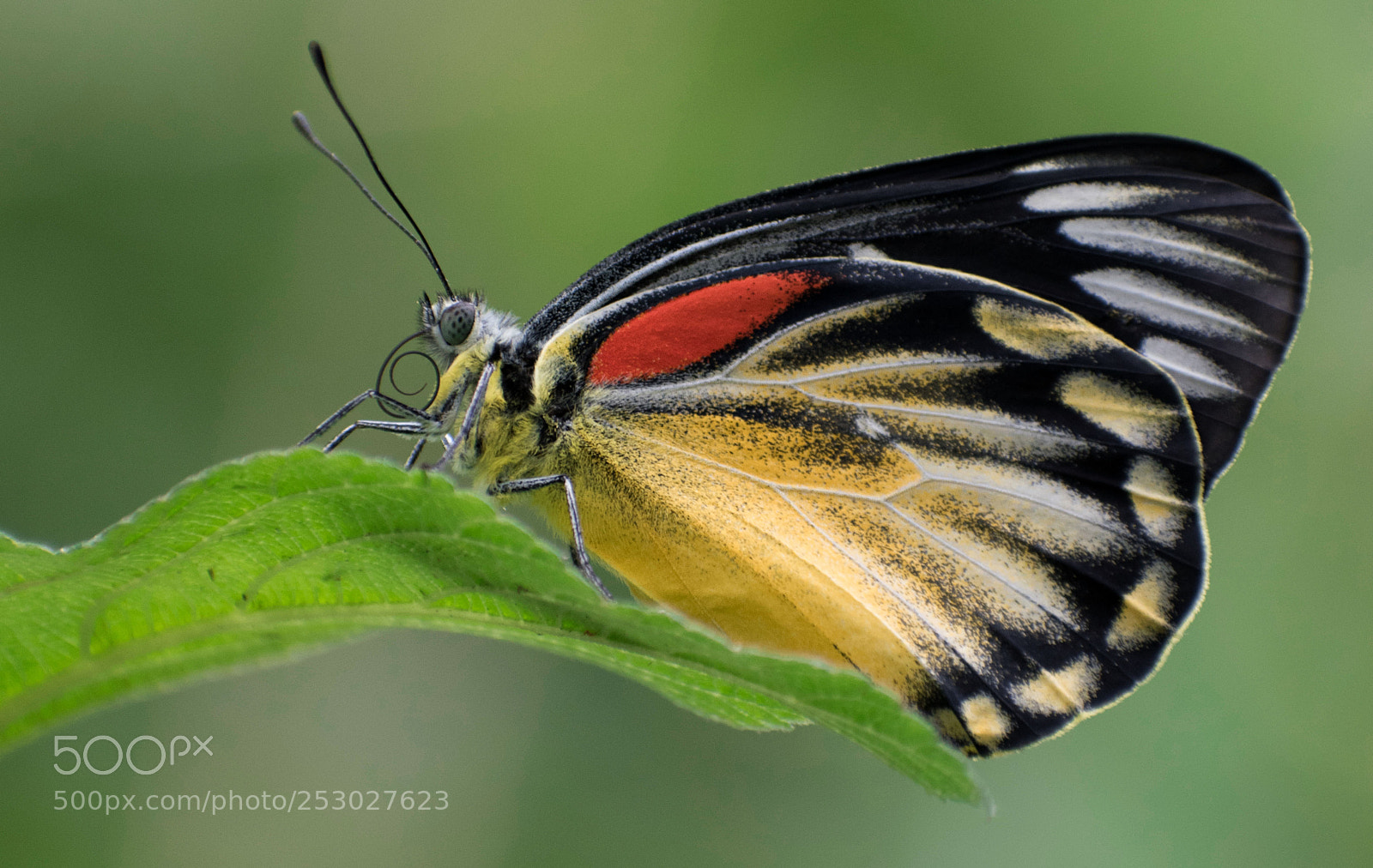 Nikon D5500 sample photo. Color butterfly photography