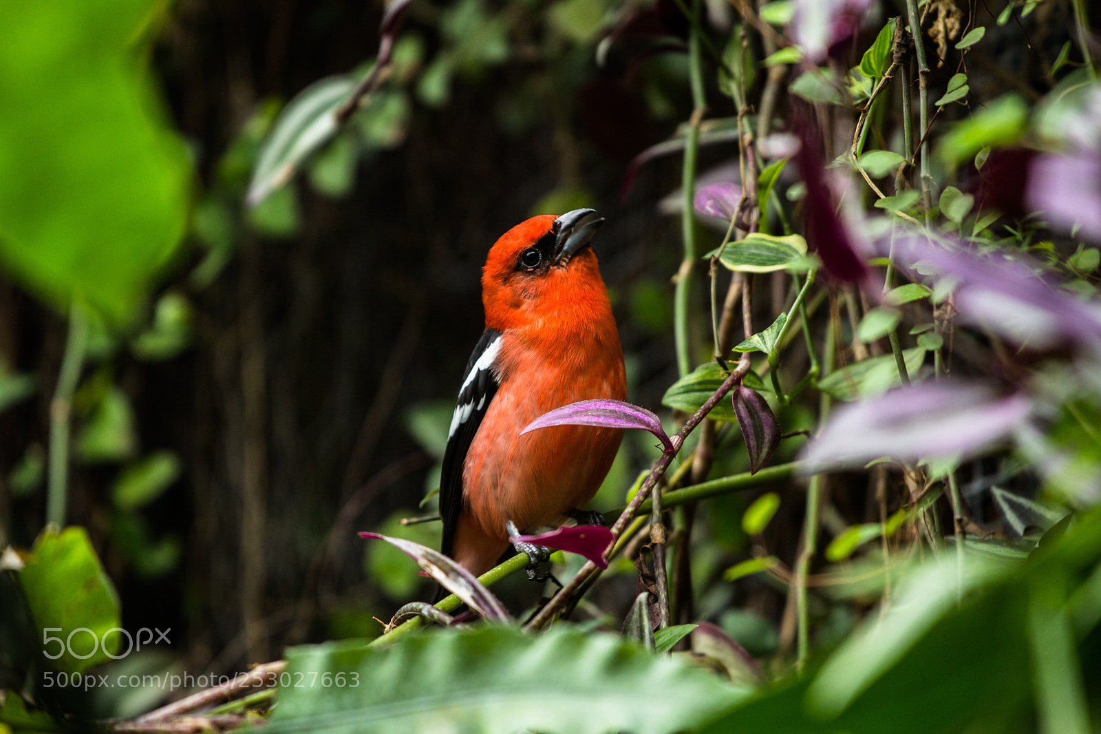 Canon EOS 1200D (EOS Rebel T5 / EOS Kiss X70 / EOS Hi) sample photo. The birdwatching photography