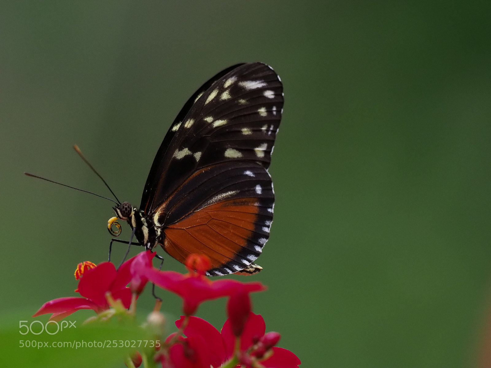 Olympus OM-D E-M1 Mark II sample photo. Heliconius ismenius photography
