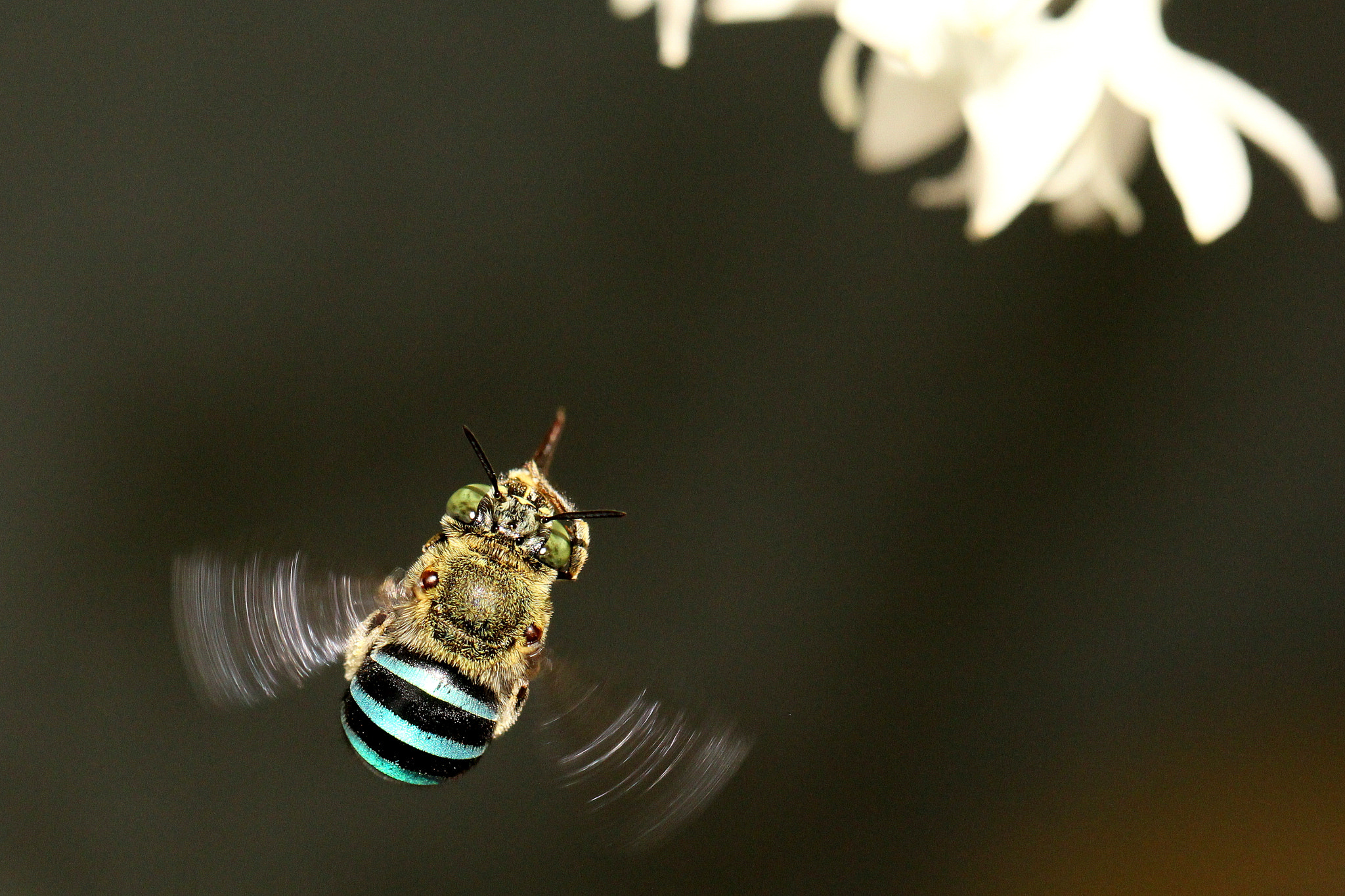 Canon EF 100mm F2.8L Macro IS USM sample photo. Pollinator of nature photography