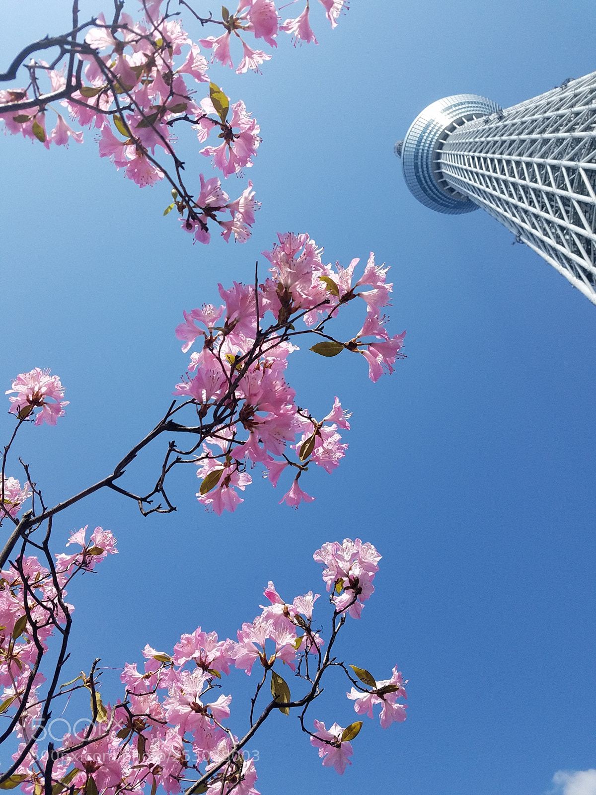 Samsung Galaxy S7 Edge sample photo. Sky tree of tokyo photography