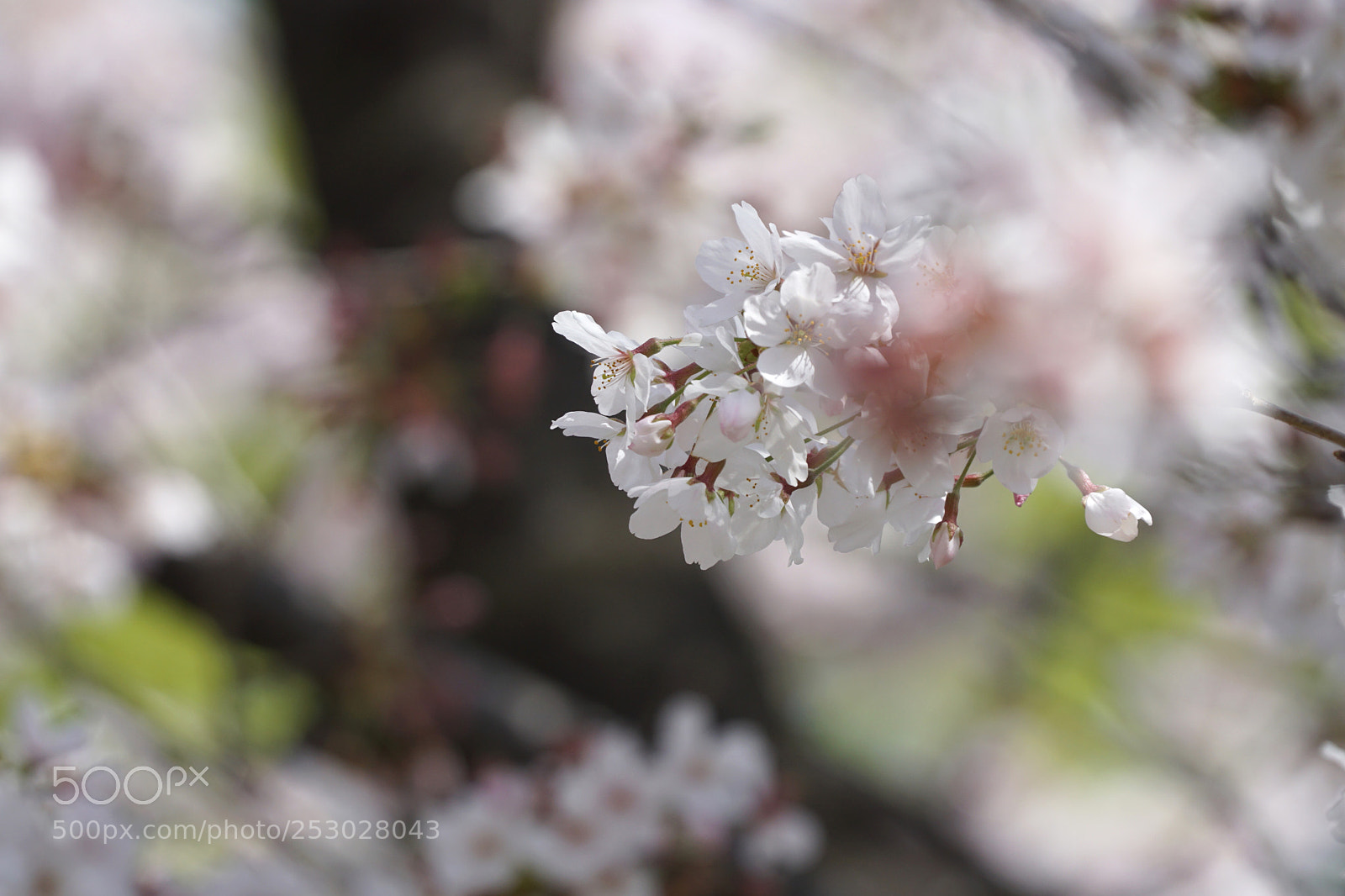 Sony a6000 sample photo. ＊*｡ spring breeze ｡*＊ photography