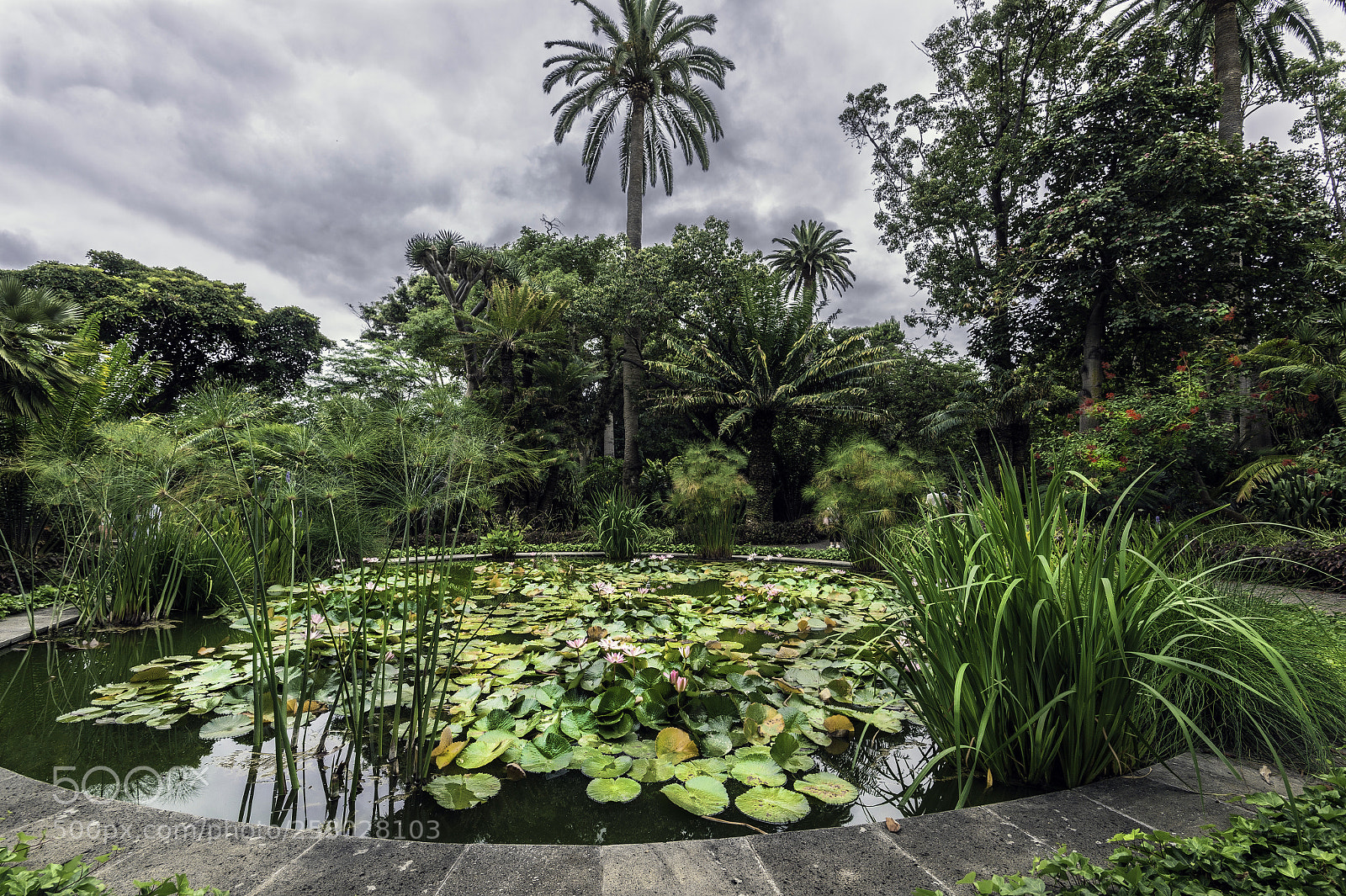 Nikon Df sample photo. The garden of eden photography