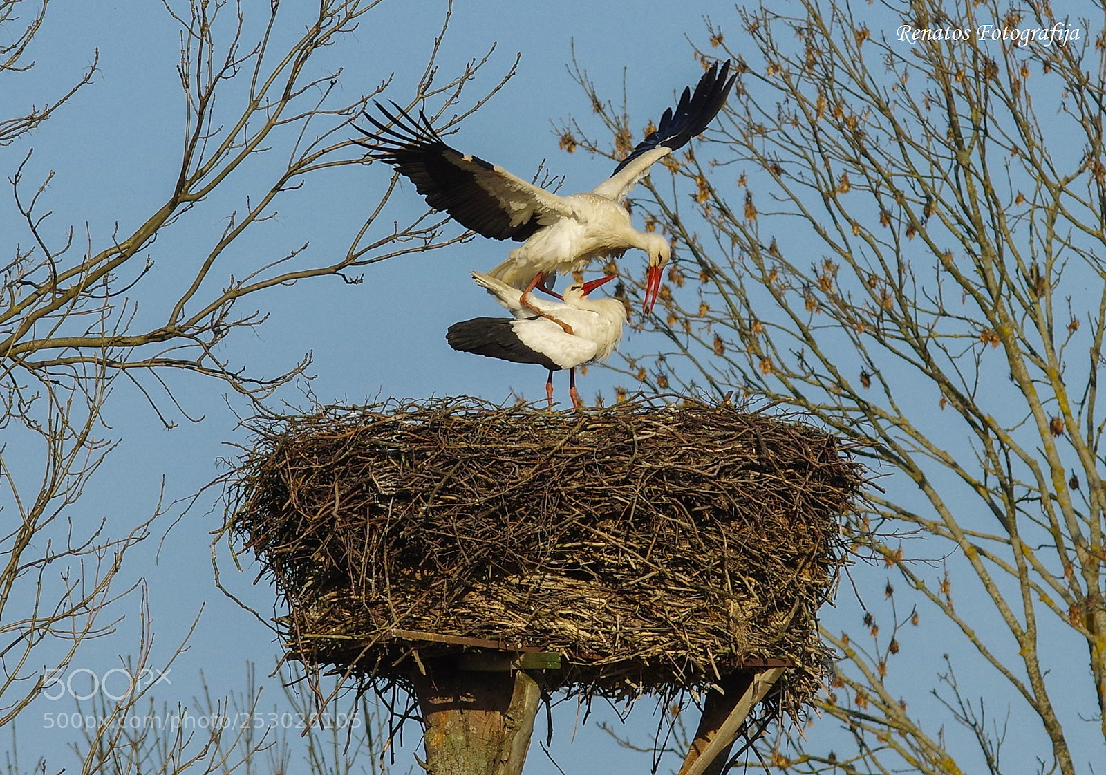 Pentax K-3 sample photo. Stork photography