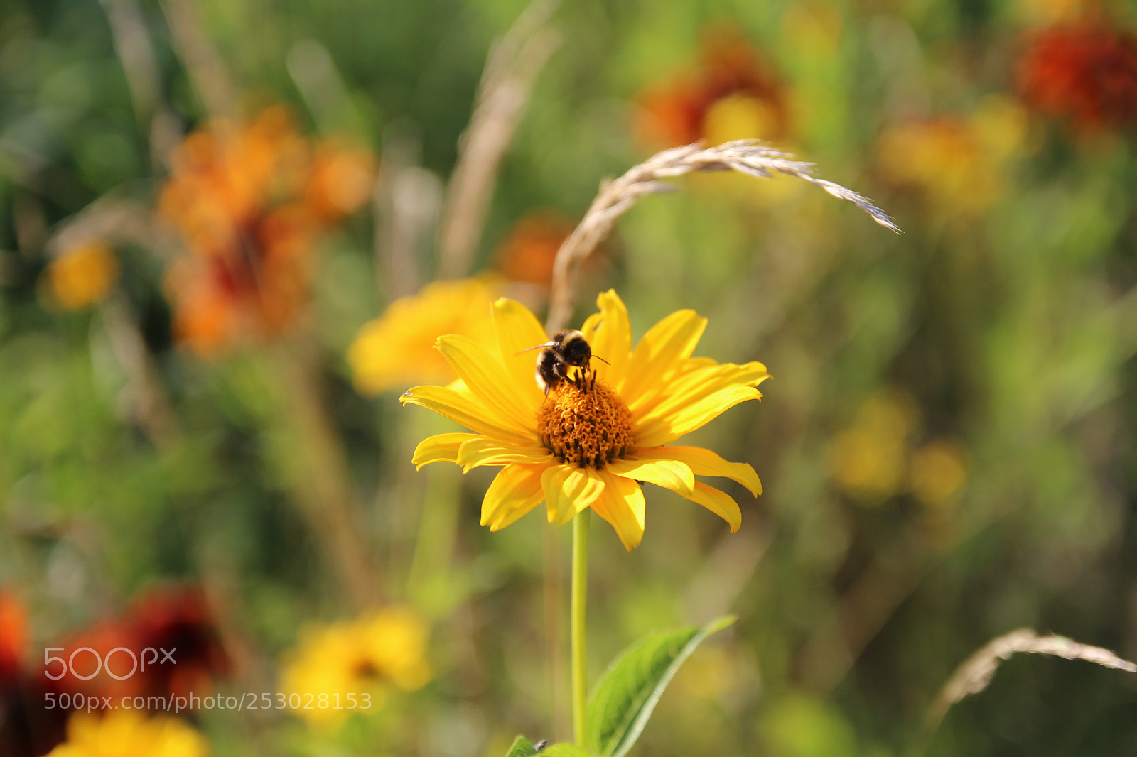 Canon EOS 600D (Rebel EOS T3i / EOS Kiss X5) sample photo. In the sun photography