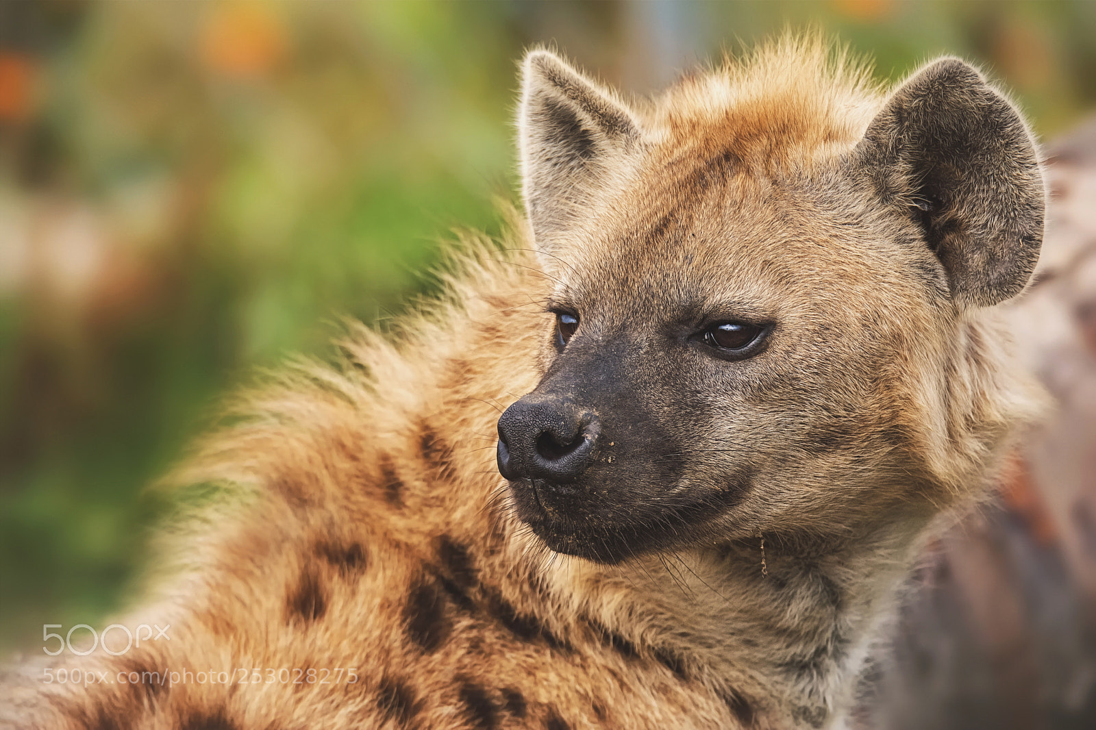 Nikon D7100 sample photo. Hyena detail photography