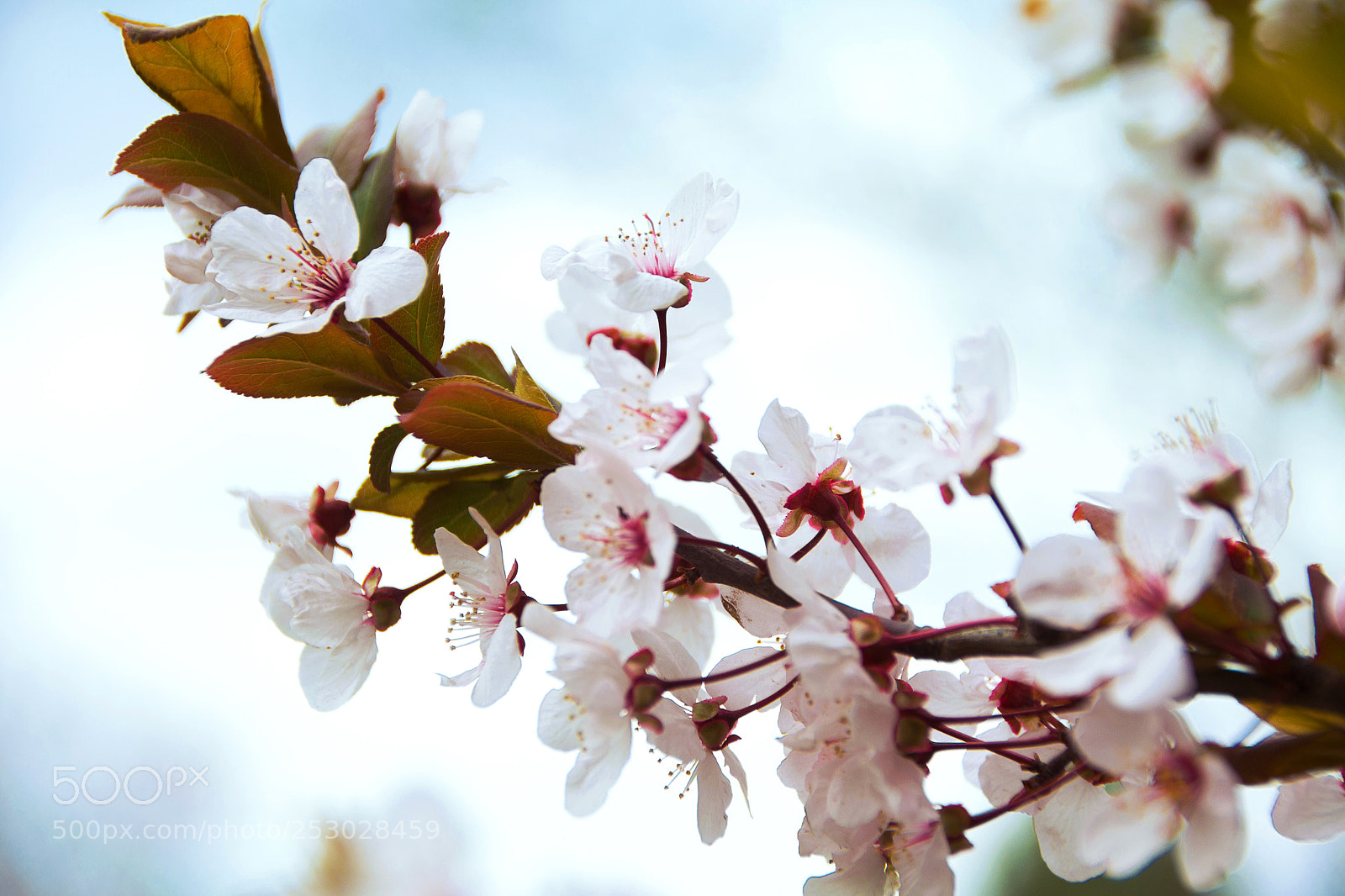 Nikon D3100 sample photo. Untitled photography