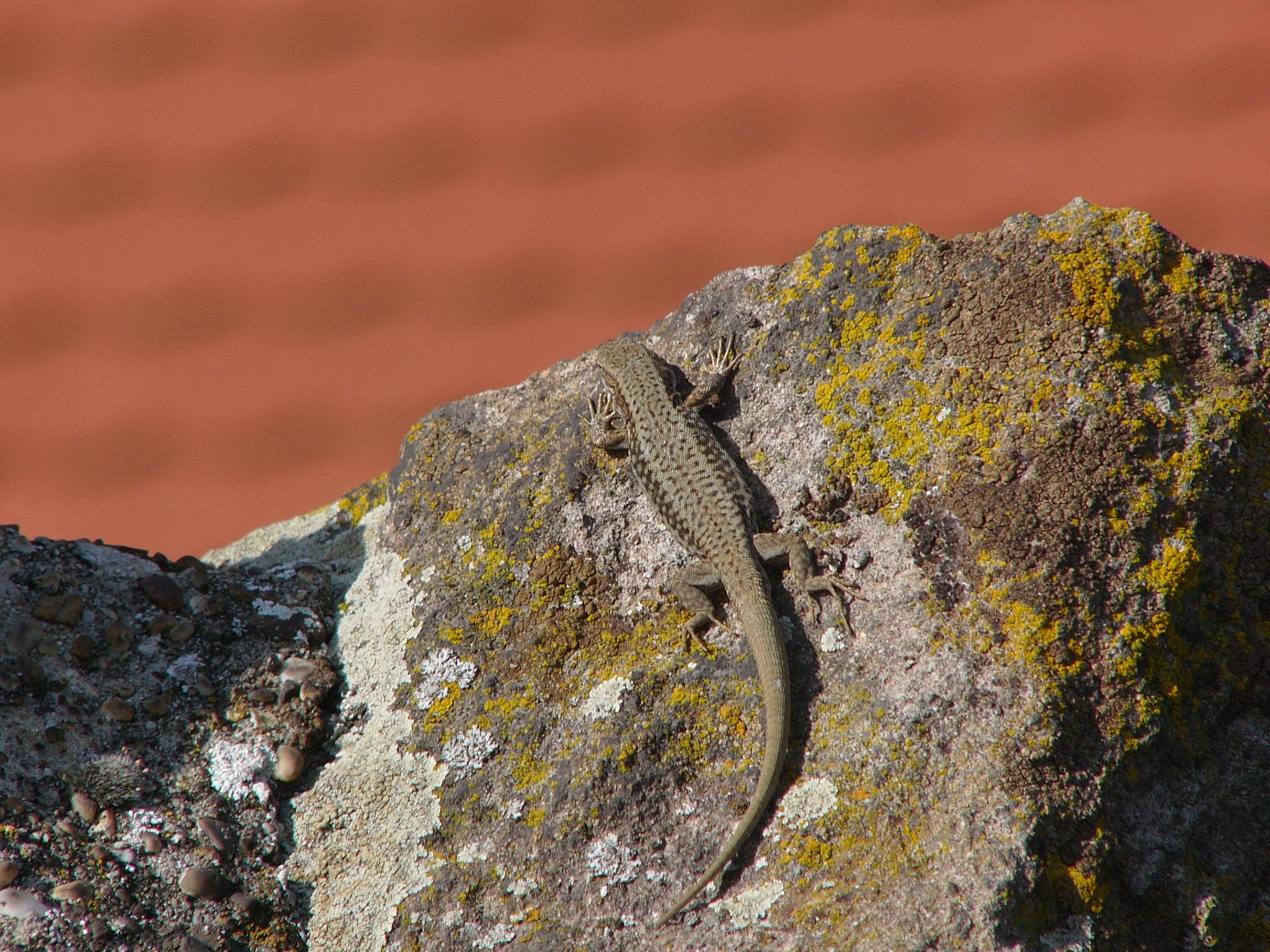 Panasonic DMC-FZ10 sample photo. Lizard photography