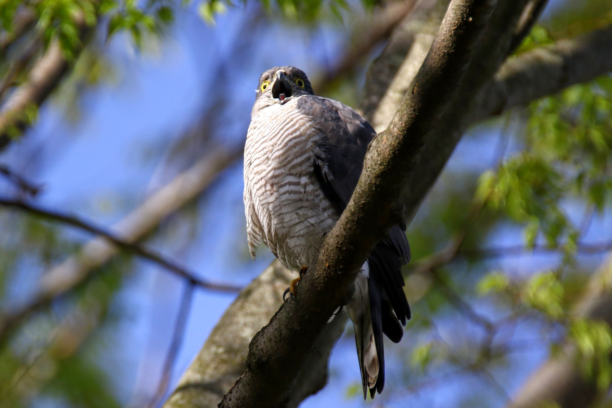 Tamron SP 150-600mm F5-6.3 Di VC USD sample photo. あっ photography