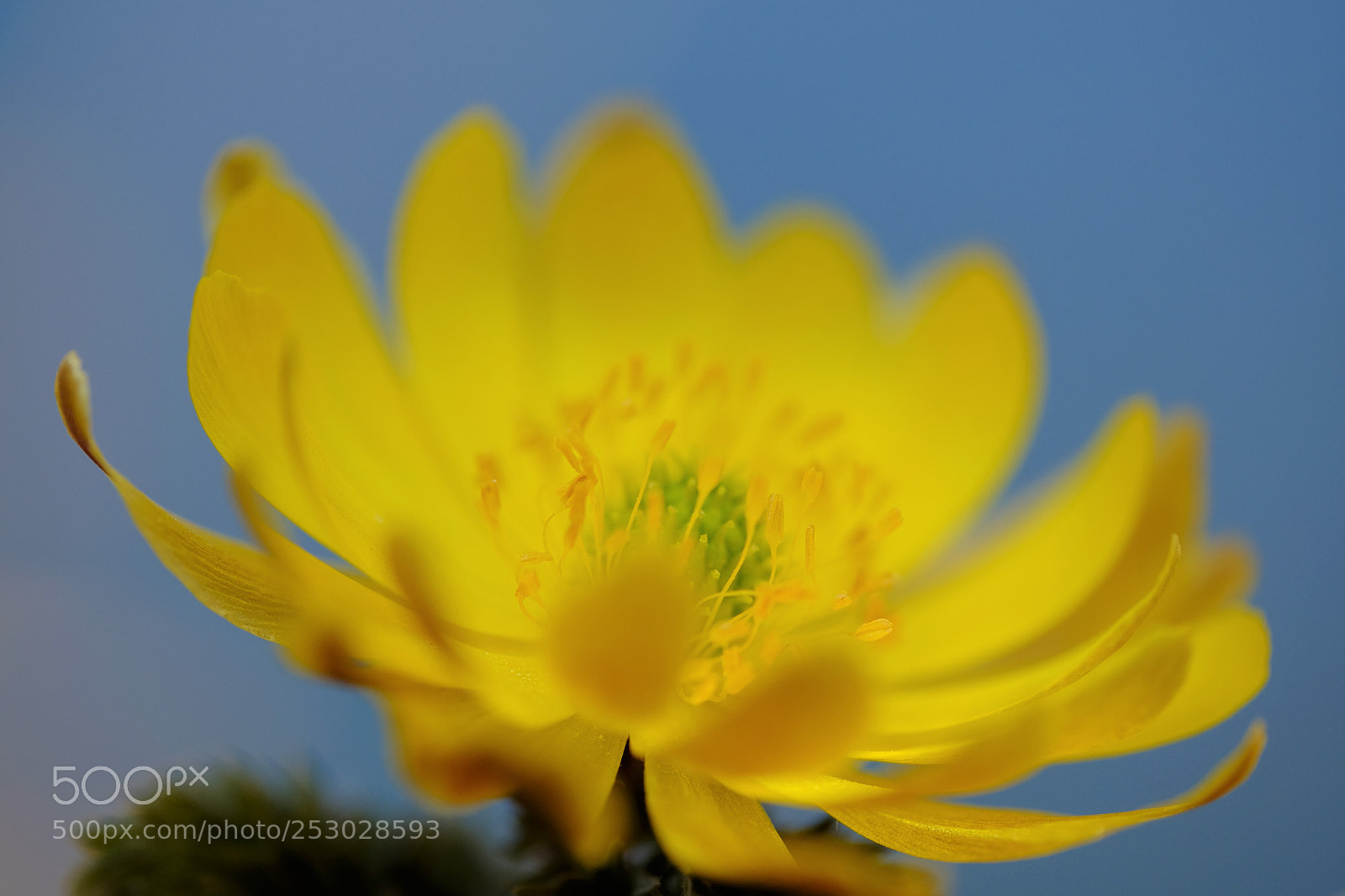 Fujifilm X-T10 sample photo. Spring flower photography