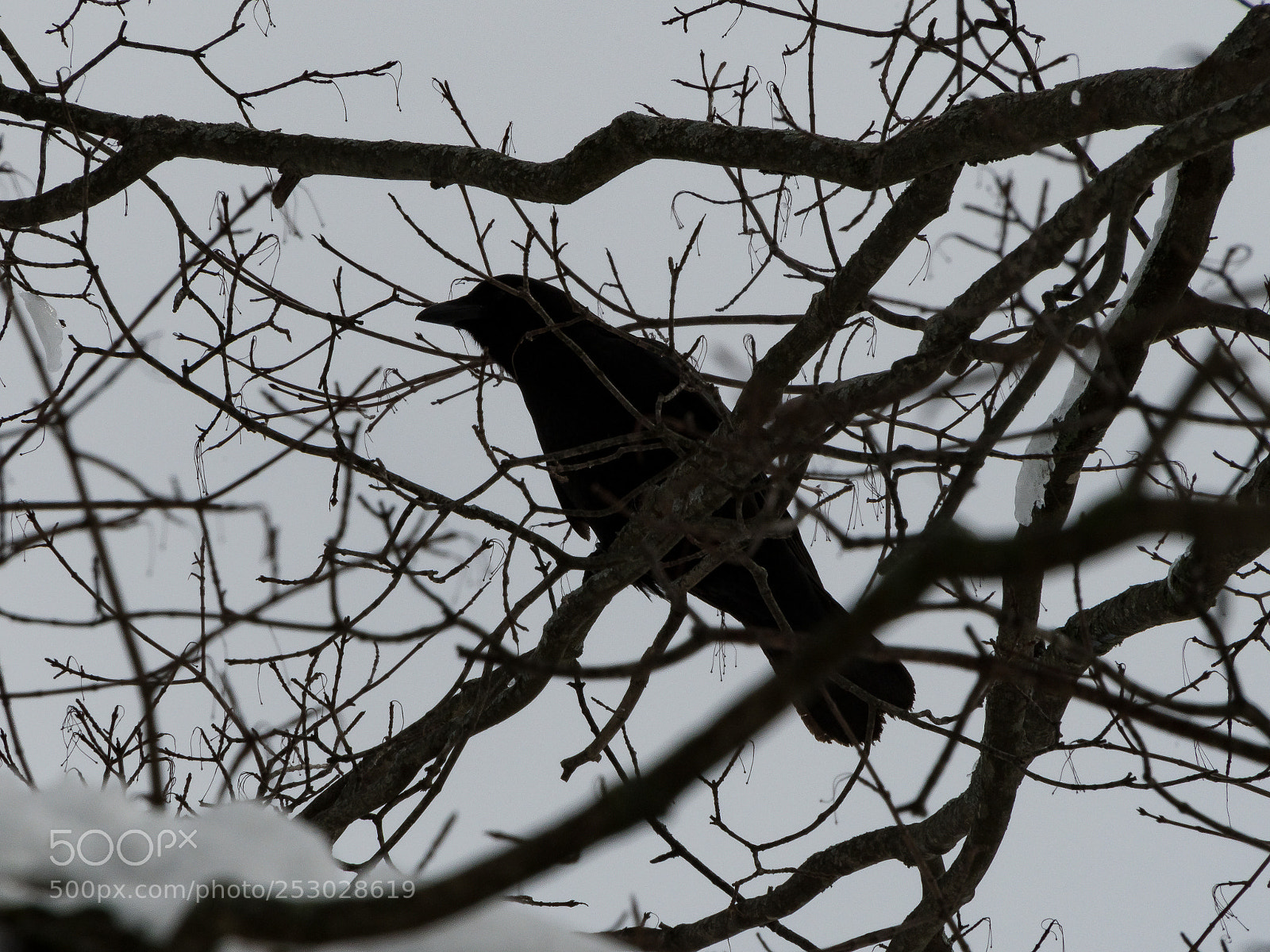 Nikon D500 sample photo. On the tree tentacles photography