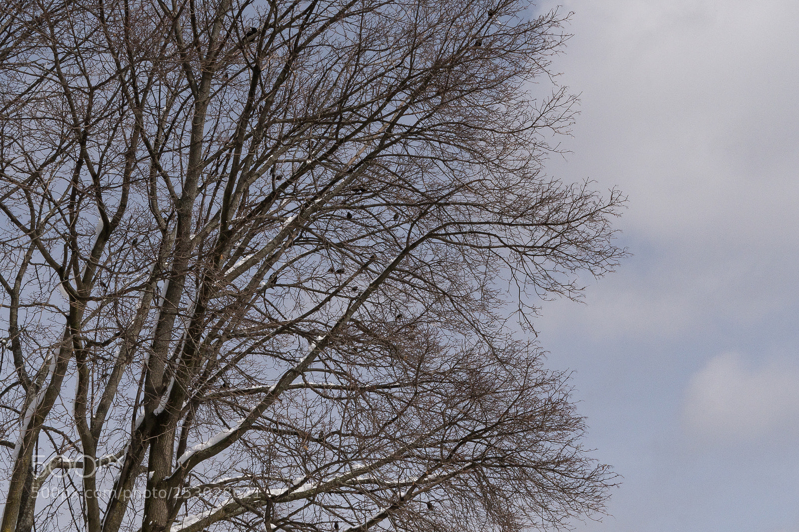 Nikon D500 sample photo. National bird meeting photography