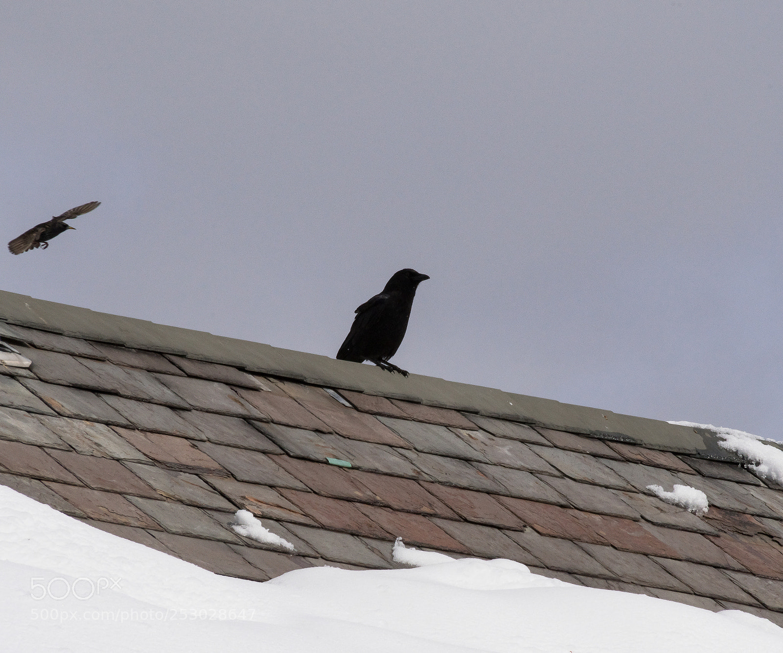 Nikon D500 sample photo. The early bird photography