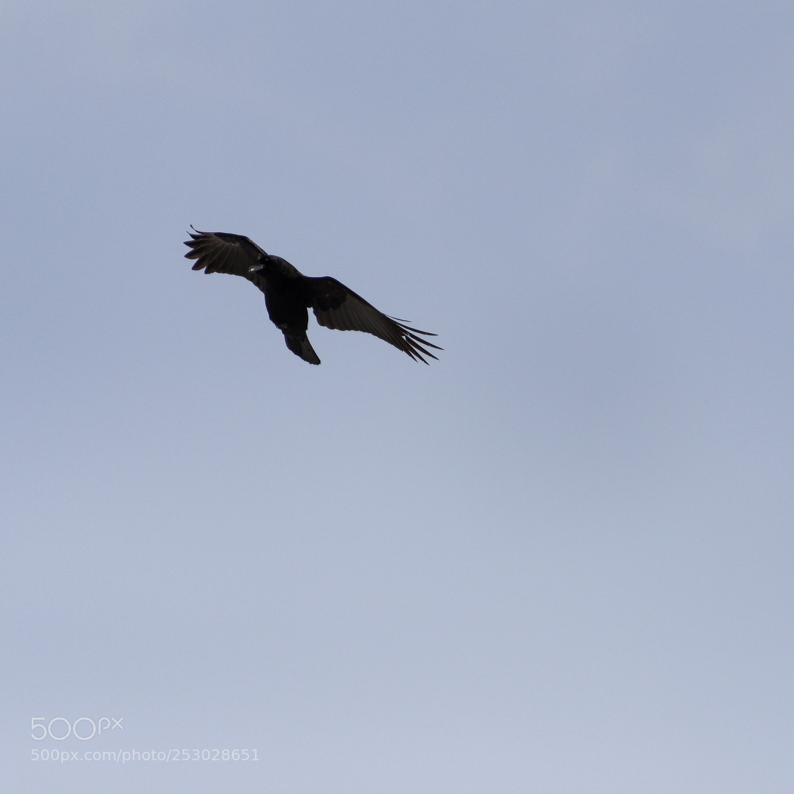 Nikon D500 sample photo. Preparing for landing photography