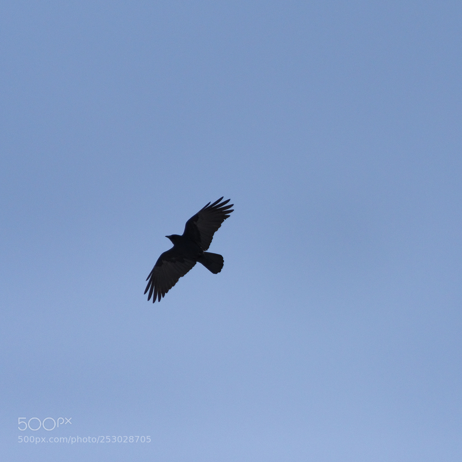 Nikon D500 sample photo. With open wings photography