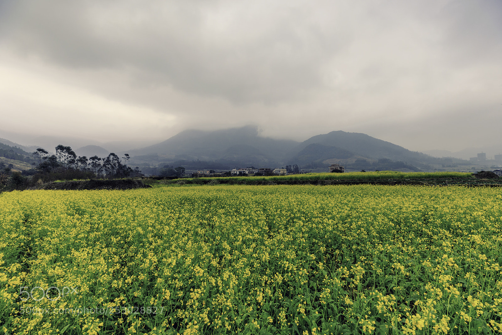 Canon EOS 5D Mark IV sample photo. 油菜花 photography