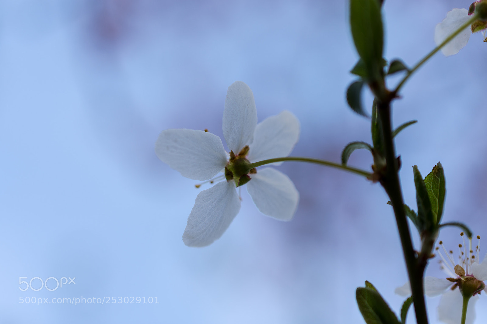 Nikon D7200 sample photo. Within reach photography