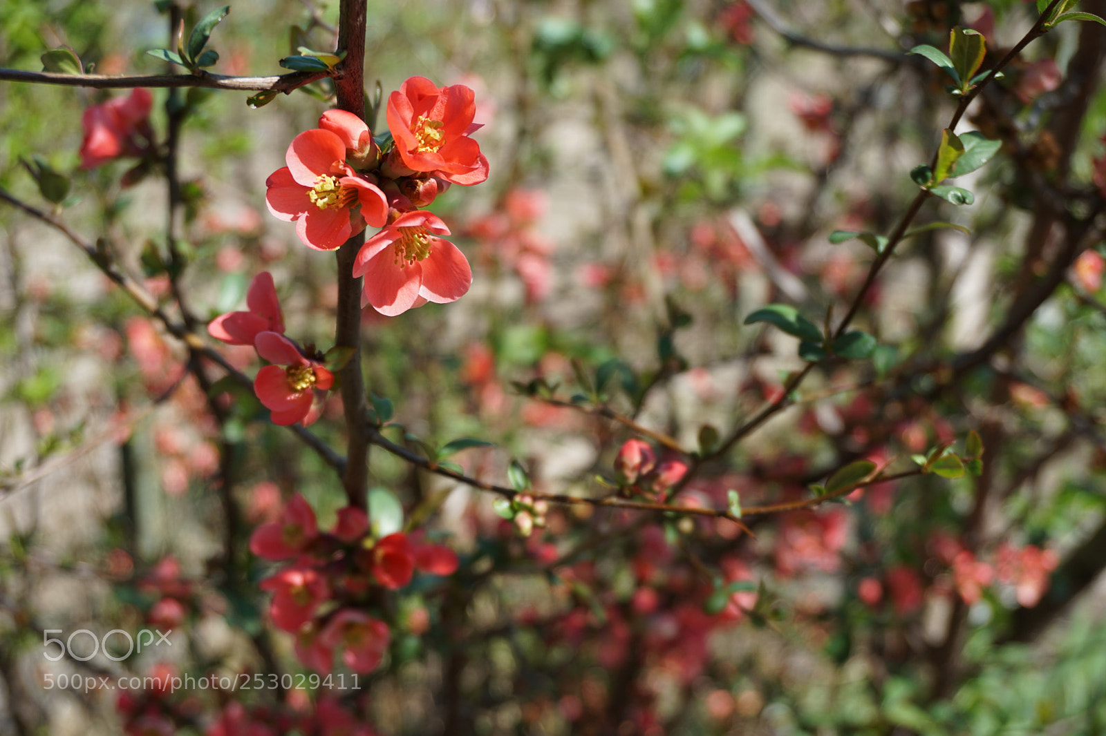 Sony a6000 sample photo. Touch of spring photography