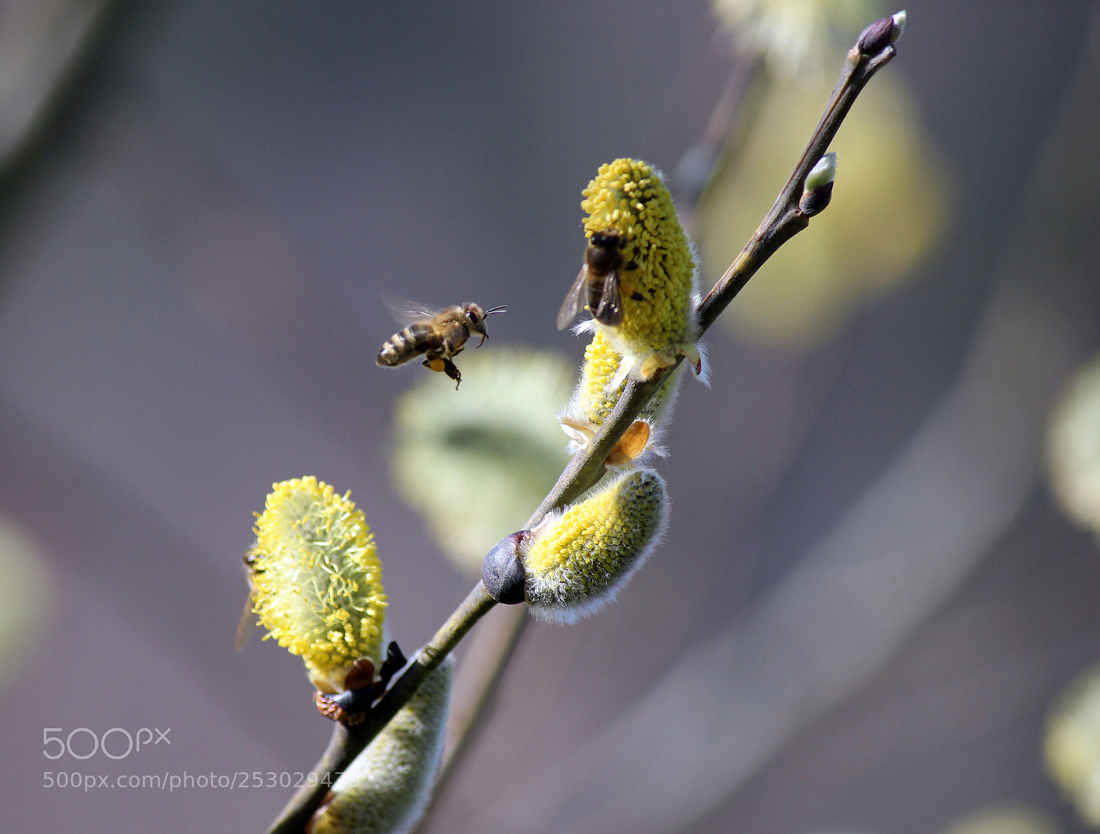 Canon EOS 600D (Rebel EOS T3i / EOS Kiss X5) sample photo. It's looks like spring photography