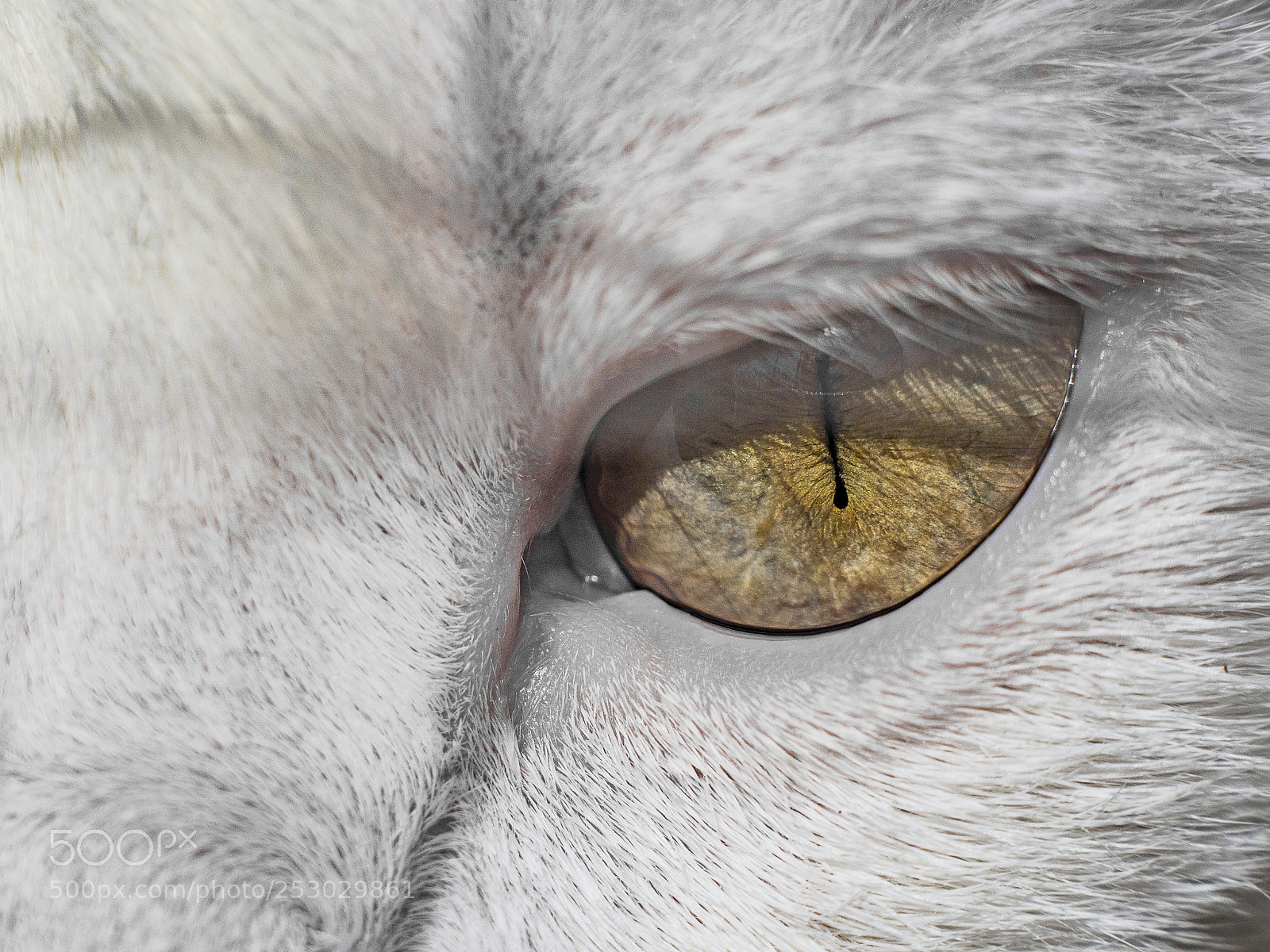 Olympus OM-D E-M1 Mark II sample photo. In sasha's eye photography