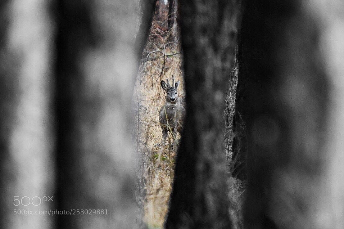 Nikon D850 sample photo. Untitled photography