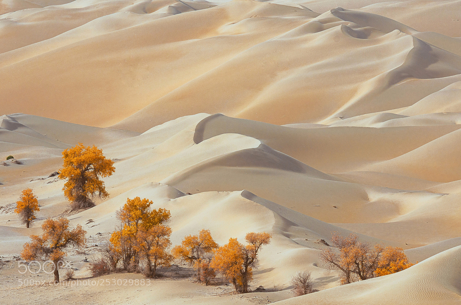 Nikon D7000 sample photo. Desert photography