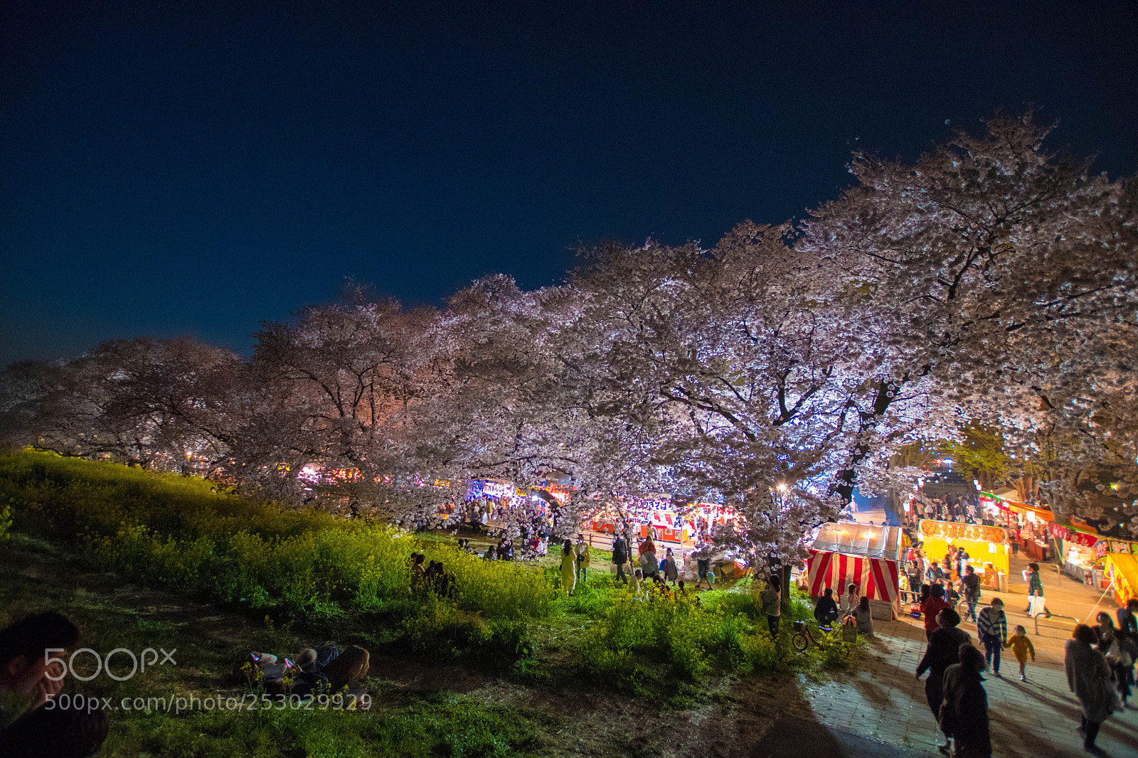 Nikon D7500 sample photo. Night cherry blossom  photography