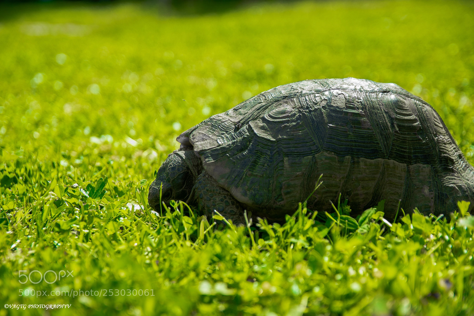 Nikon D3400 sample photo. Eating turtle photography