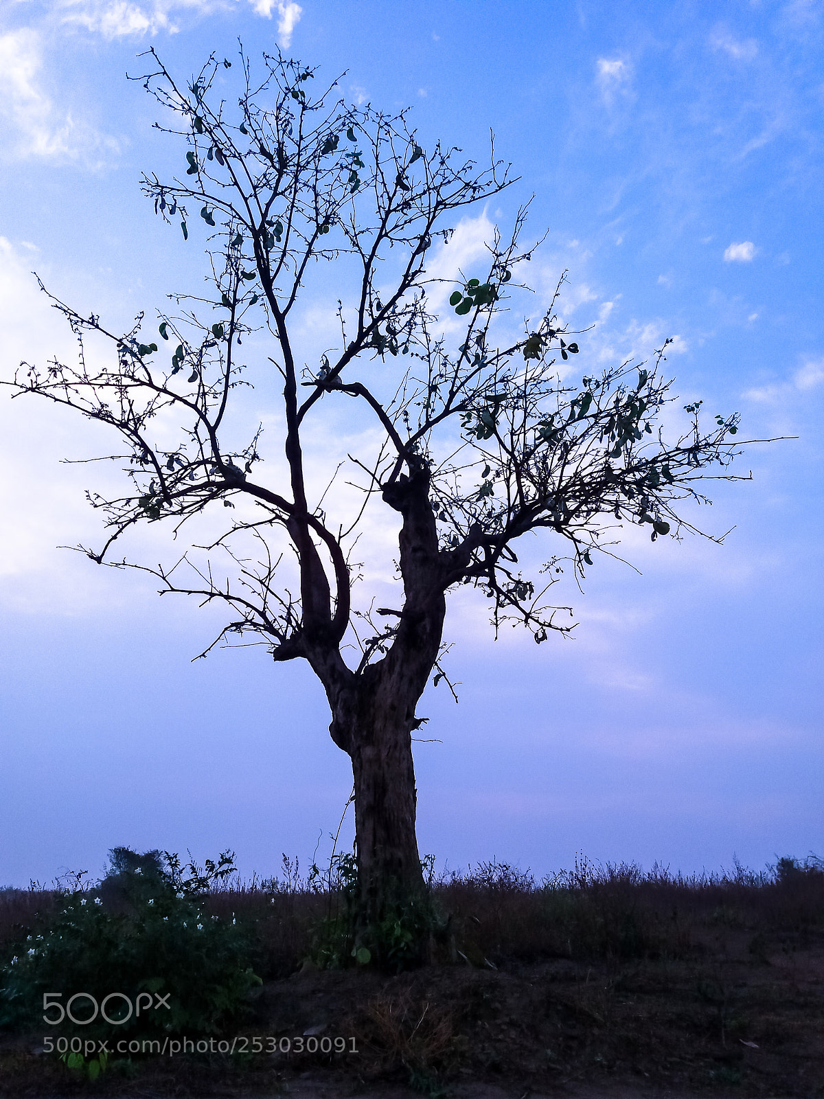 Samsung Galaxy J5 sample photo. Beautiful tree and blue photography