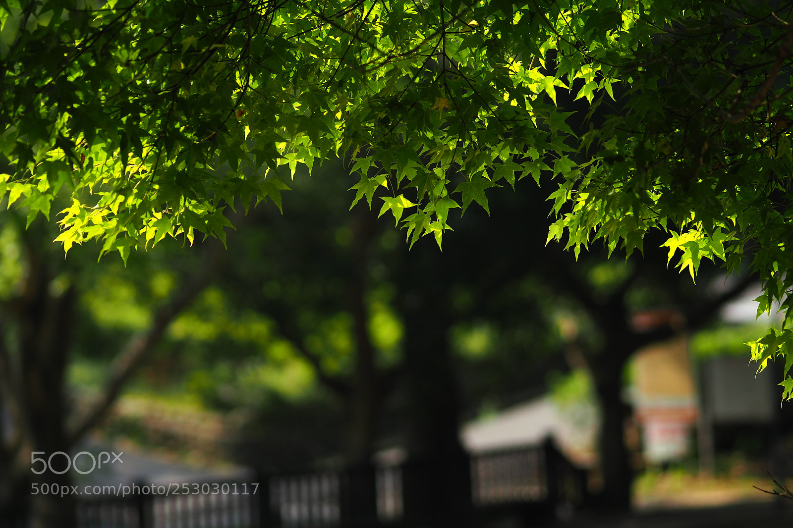 Olympus PEN-F sample photo. Maple photography
