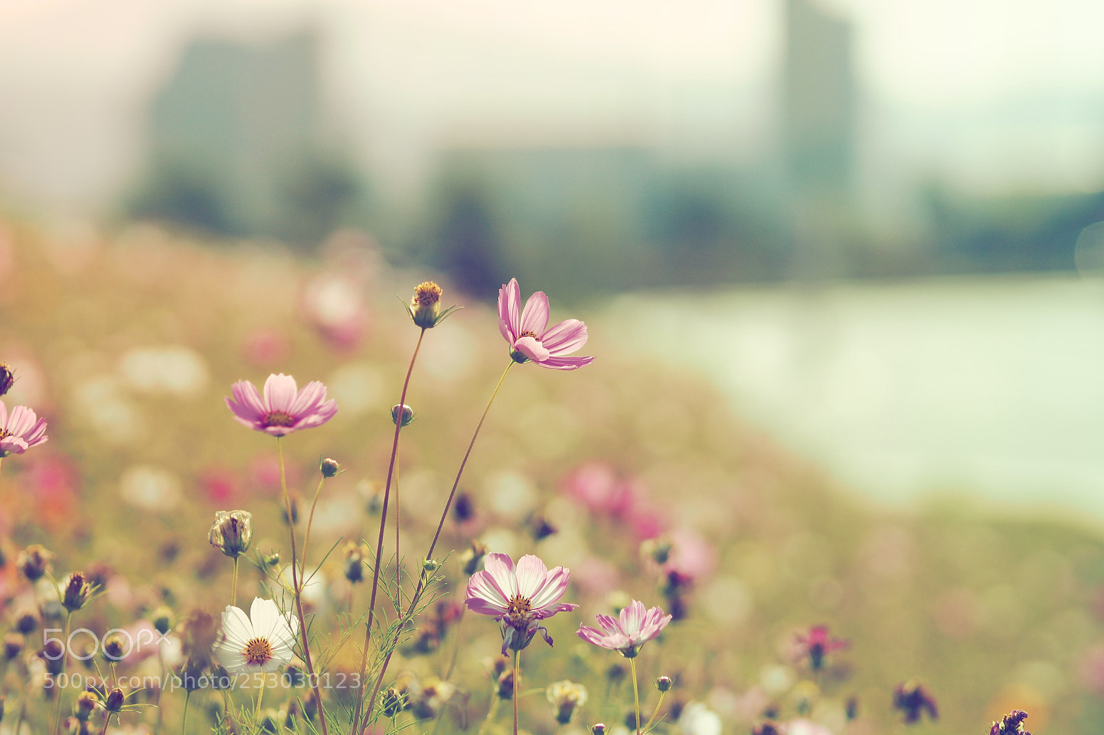 Olympus PEN-F sample photo. Flower photography