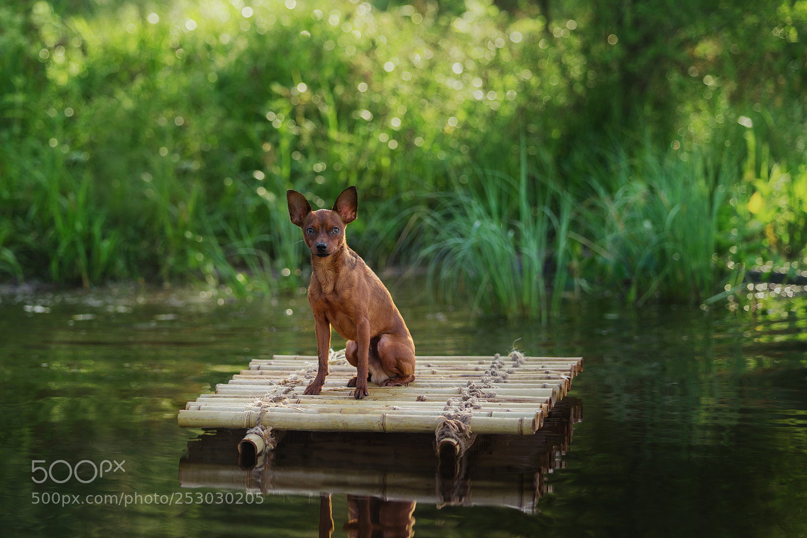 Sony a99 II sample photo. Swim to meet the photography