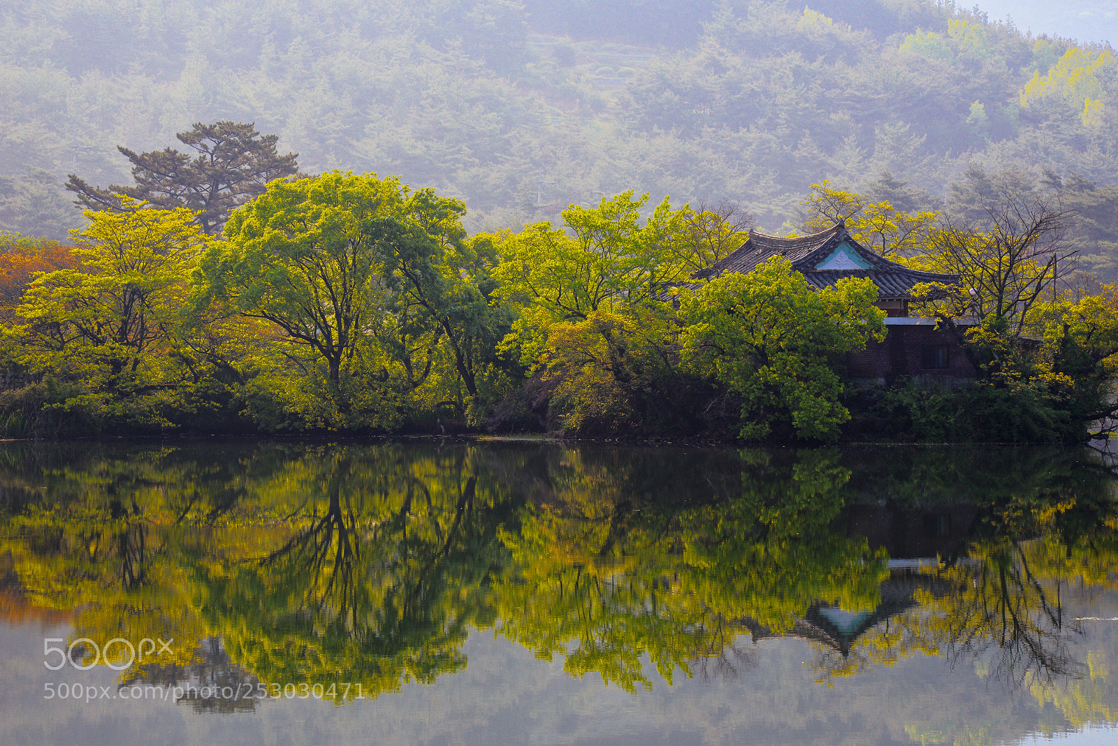 Nikon D800 sample photo. Spring of the wiyangji (위양지) photography