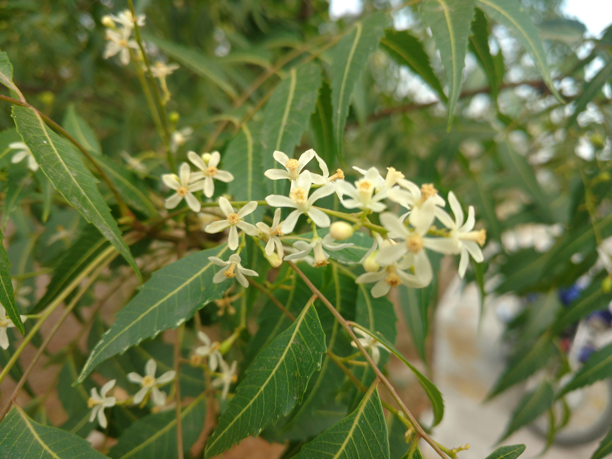 Motorola Moto X Play sample photo. Neem tree flowers photography