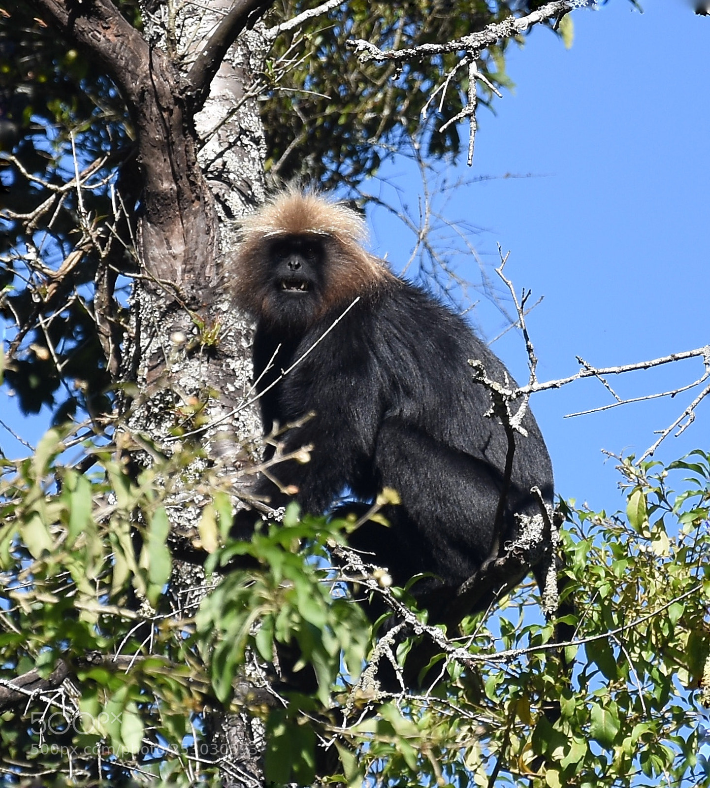 Nikon D7200 sample photo. Lion tailed macaque photography