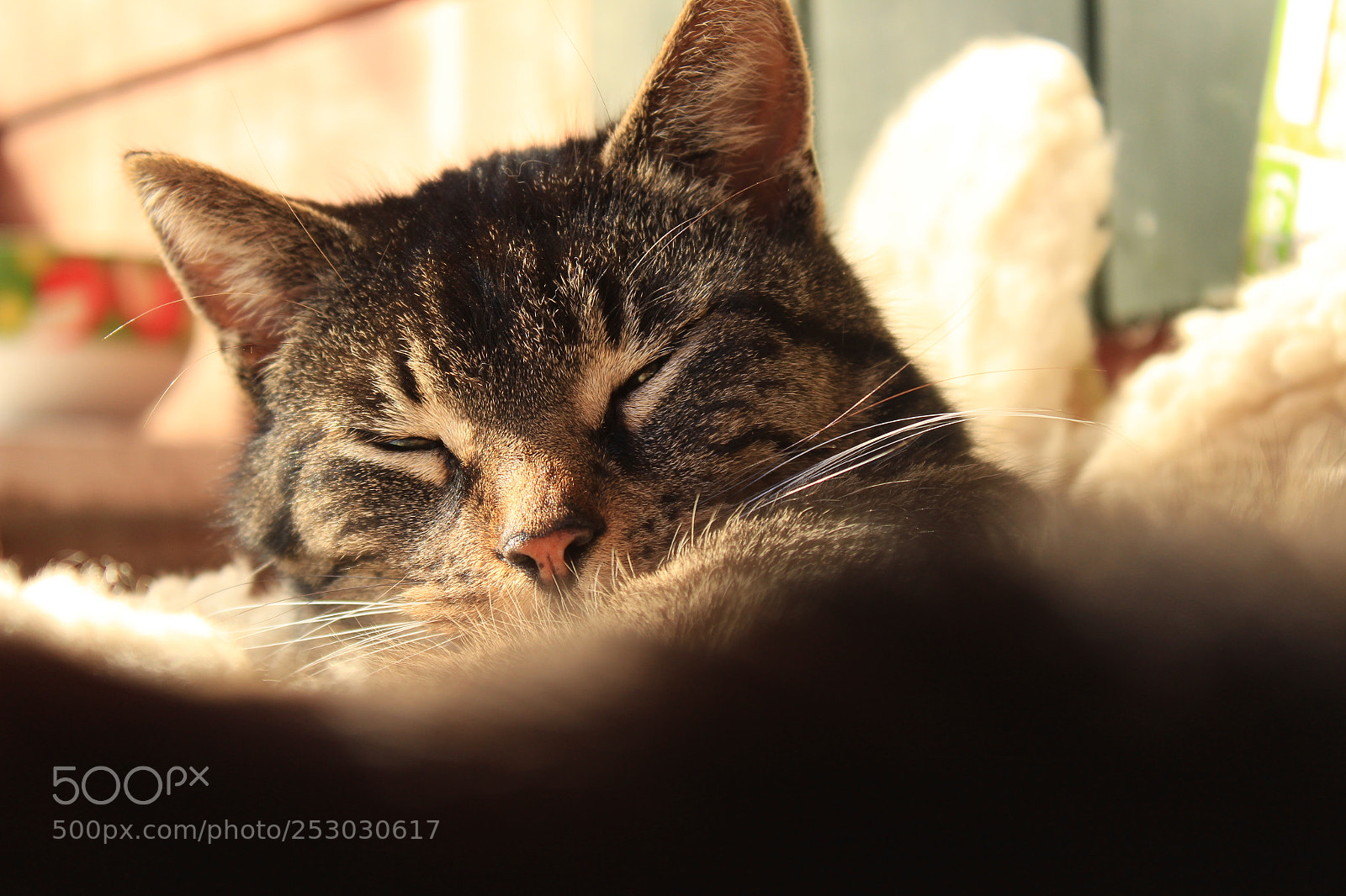Canon EOS 1300D (EOS Rebel T6 / EOS Kiss X80) sample photo. Img photography
