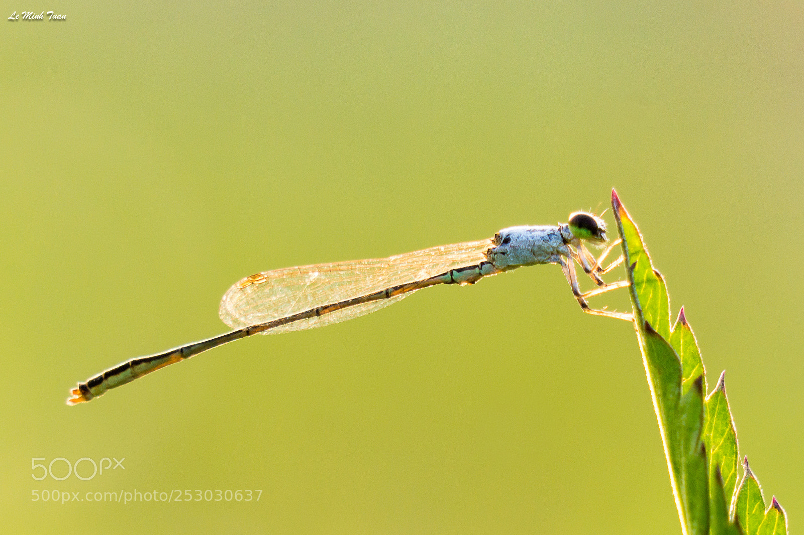 Sony Alpha NEX-7 sample photo. Damsel fly photography