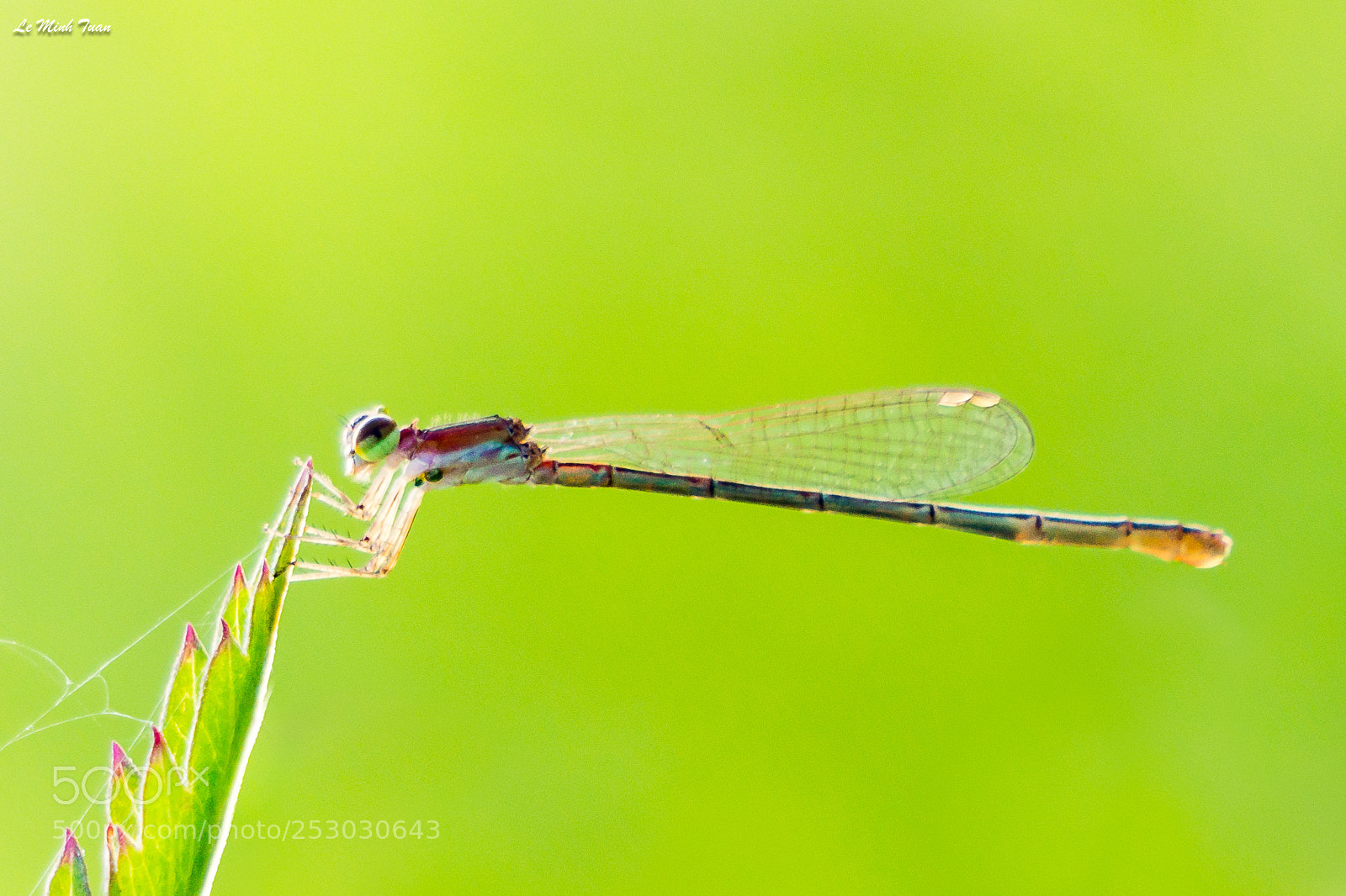 Sony Alpha NEX-7 sample photo. Damsel fly photography