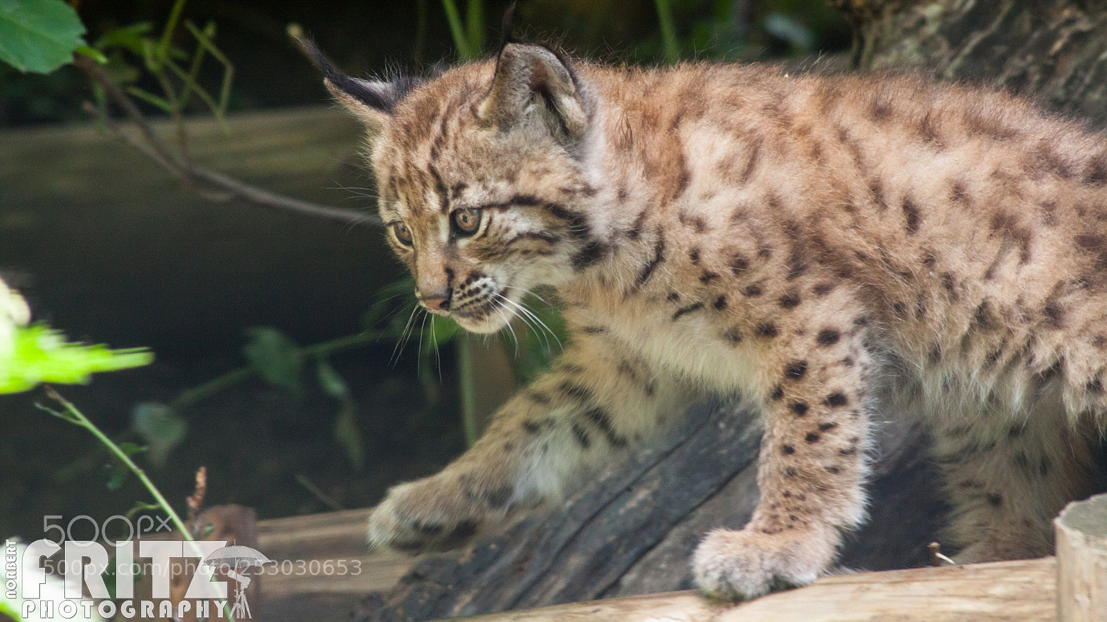 Canon EOS 50D sample photo. Luchsbaby im alpenzoo innsbruck photography