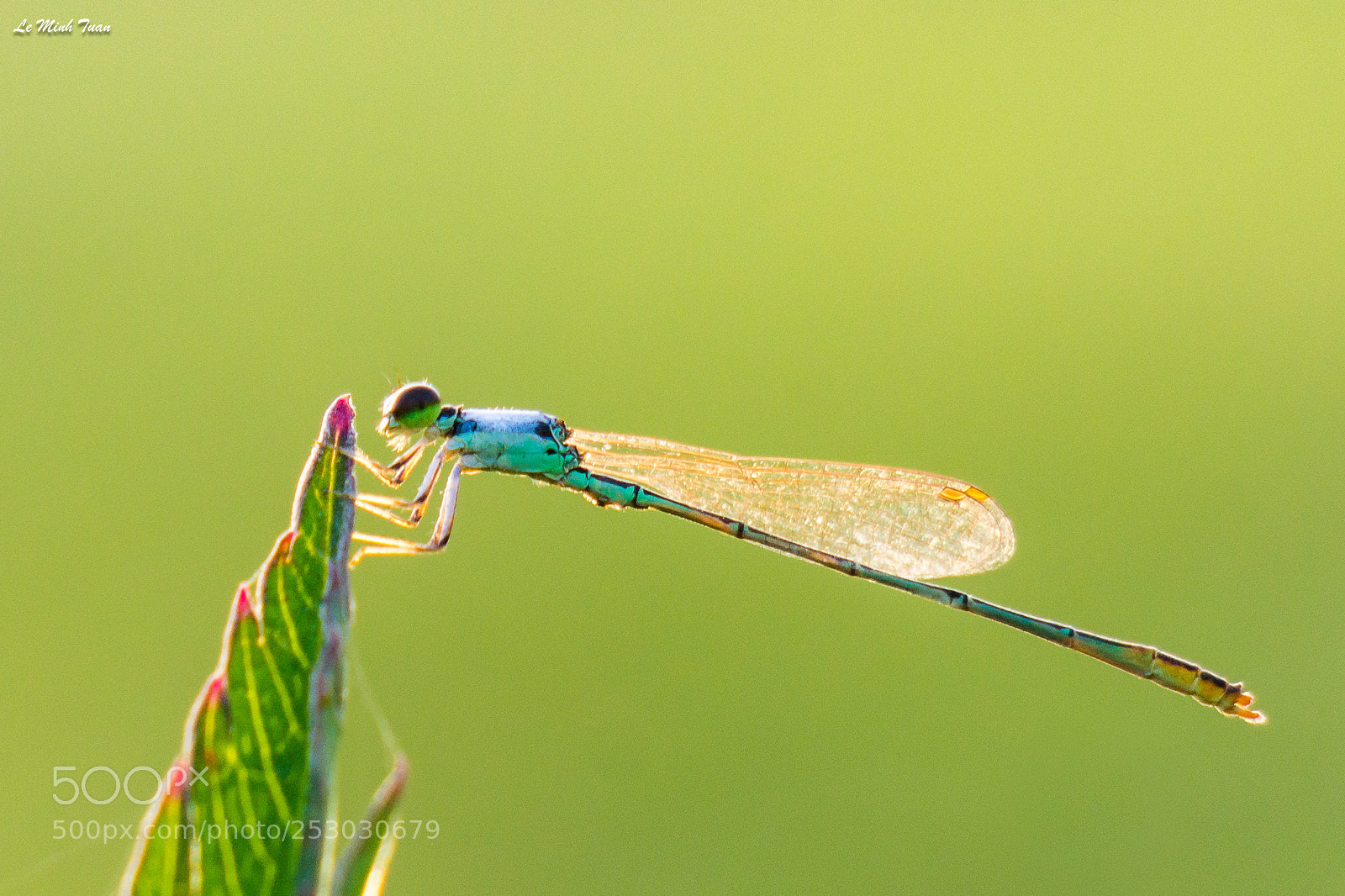 Sony Alpha NEX-7 sample photo. Damsel fly photography