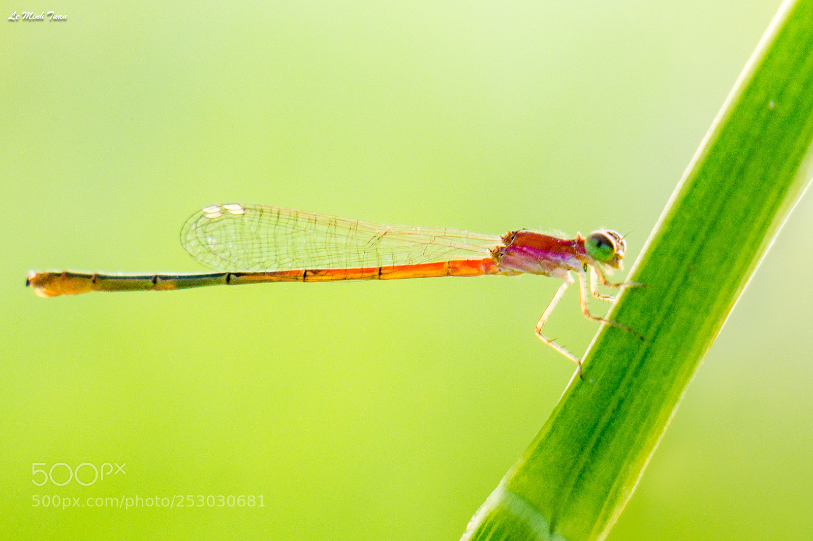 Sony Alpha NEX-7 sample photo. Damsel fly photography