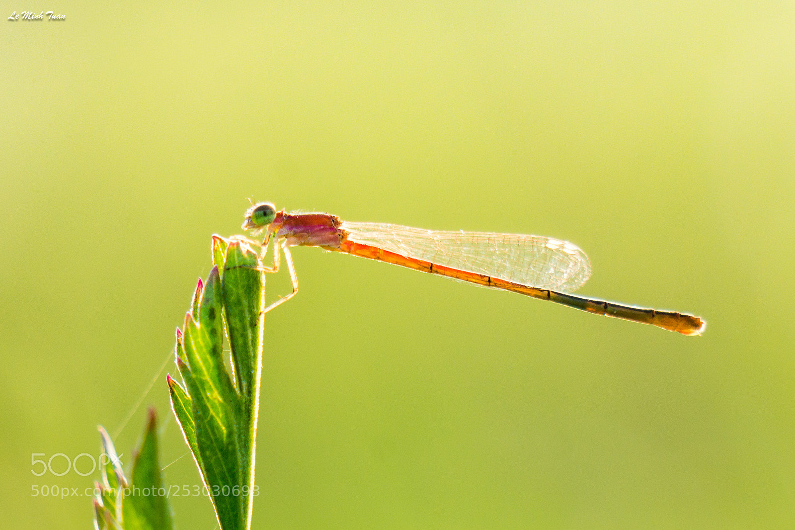 Sony Alpha NEX-7 sample photo. Damsel fly photography