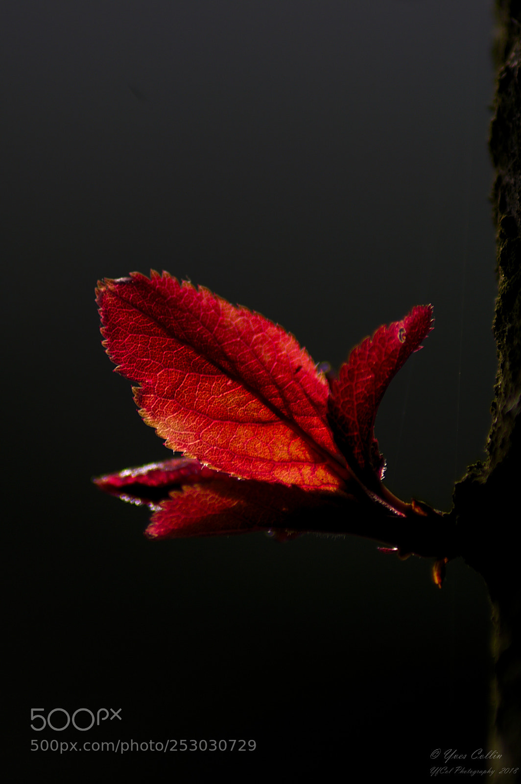 Pentax K20D sample photo. Petite feuille en contre-jour 1 photography