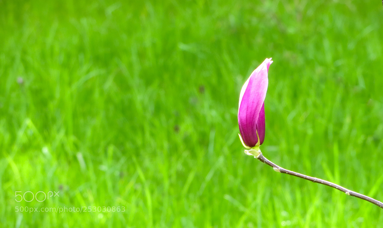 Canon PowerShot SX240 HS sample photo. Tulpe i photography
