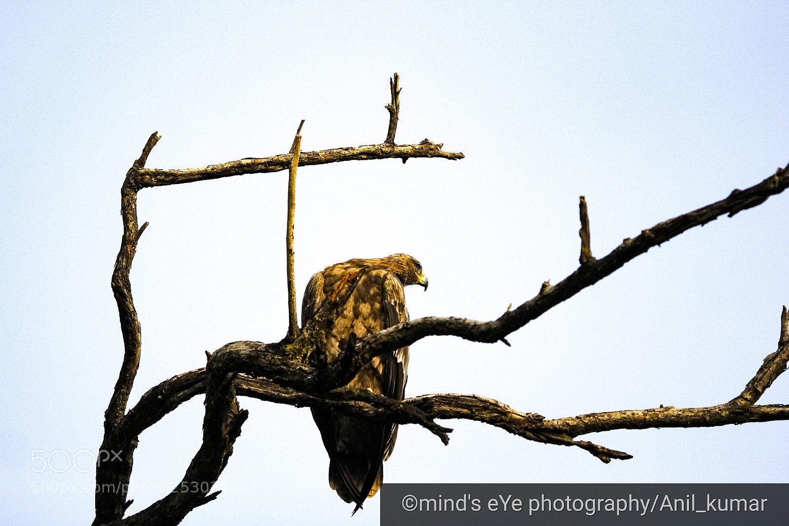 Canon EOS 60D sample photo. Sky monster photography