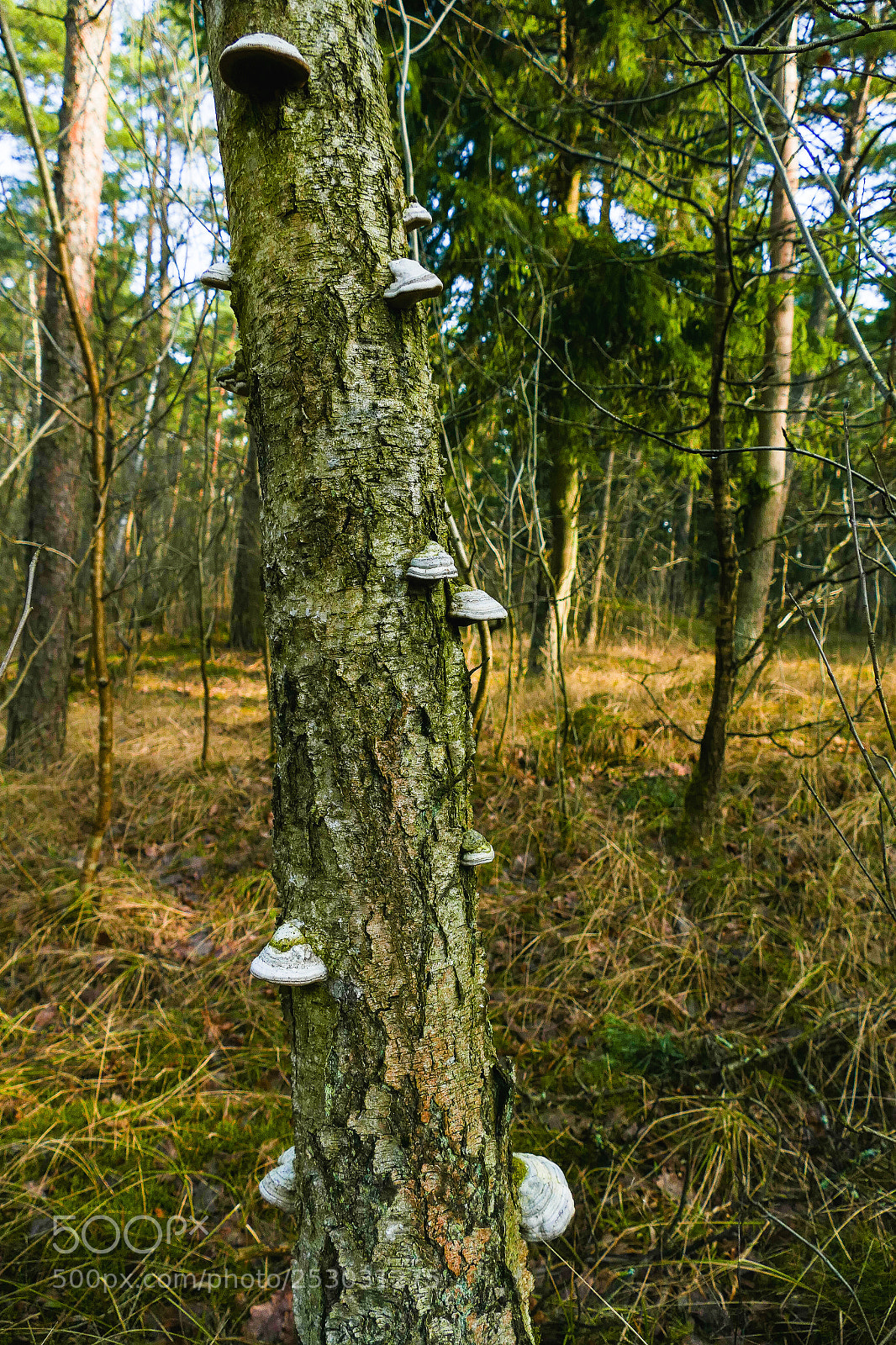 Panasonic Lumix DMC-FZ1000 sample photo. Mushrooms on trees photography