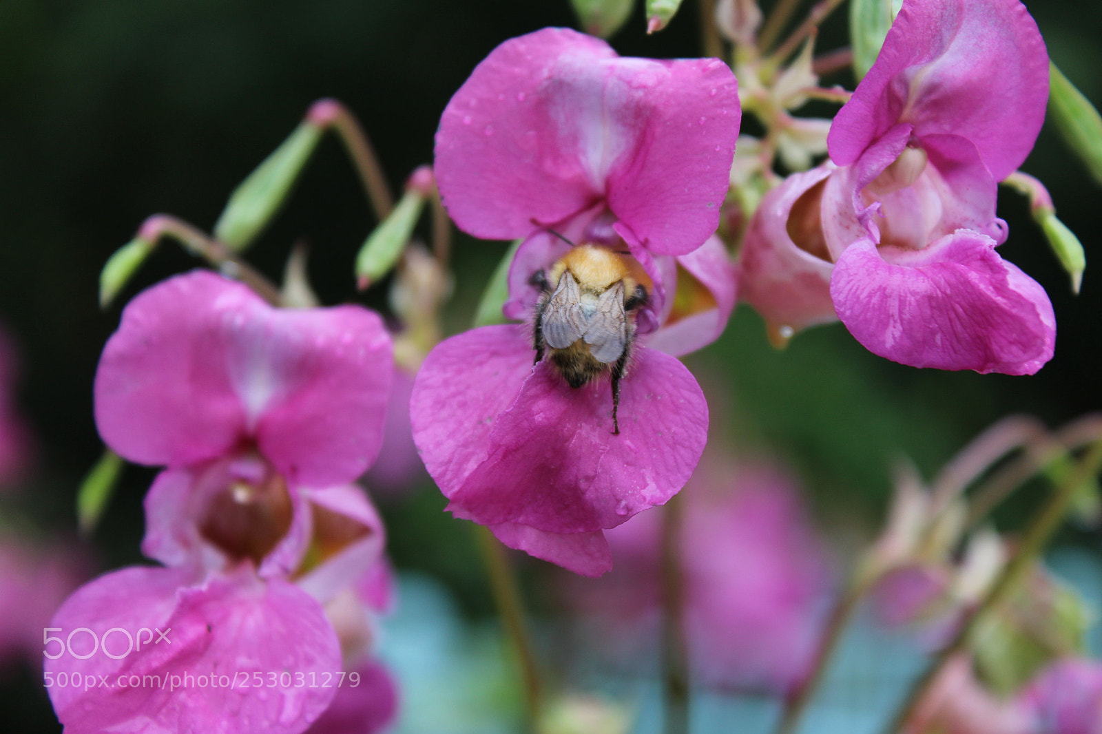 Canon EOS 1200D (EOS Rebel T5 / EOS Kiss X70 / EOS Hi) sample photo. Copy () photography